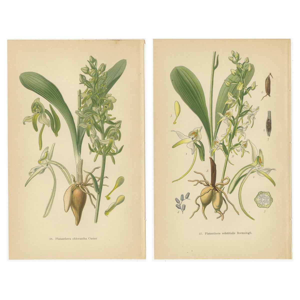 Vintage Orchids Published in 1904: A Study of Platanthera Species, 1904