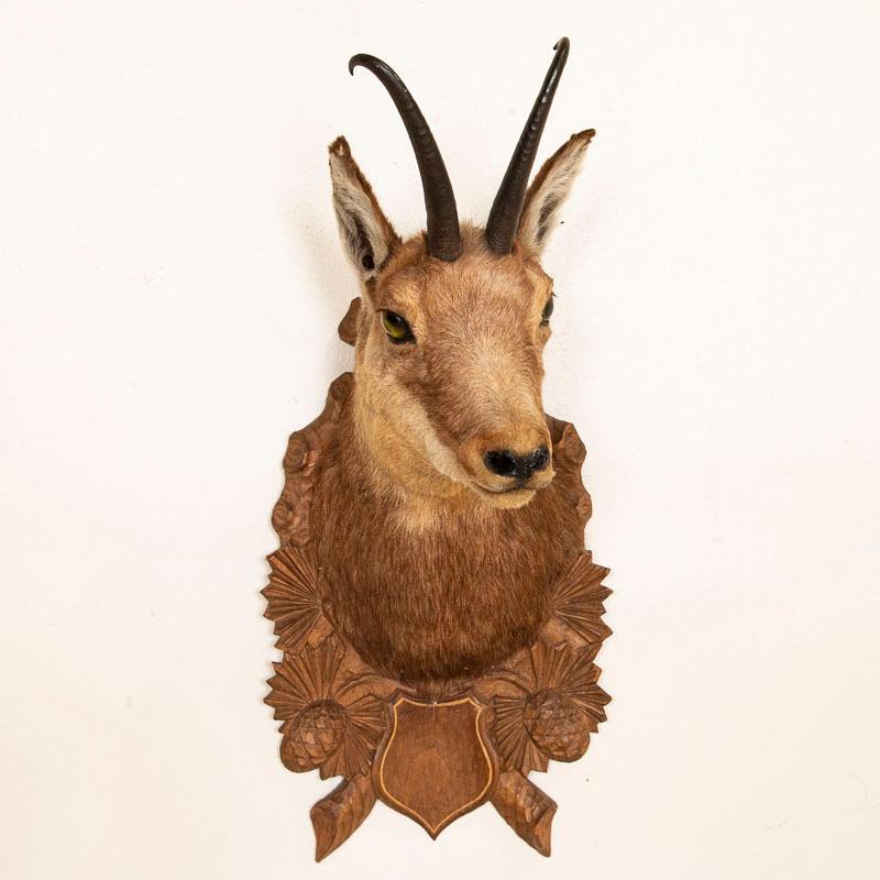 Chamois head and shoulder, mounted on a trophy shield bearing pine cones with age-appropriate rubbing marks in very good condition.