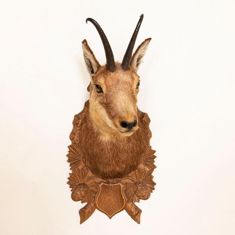 Vintage Original Chamois Trophy Mount from Austria In Good Condition In Round Top, TX