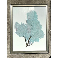 Vintage Original Coral Fan Print