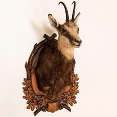 Vintage Original Large Chamois Trophy Mount