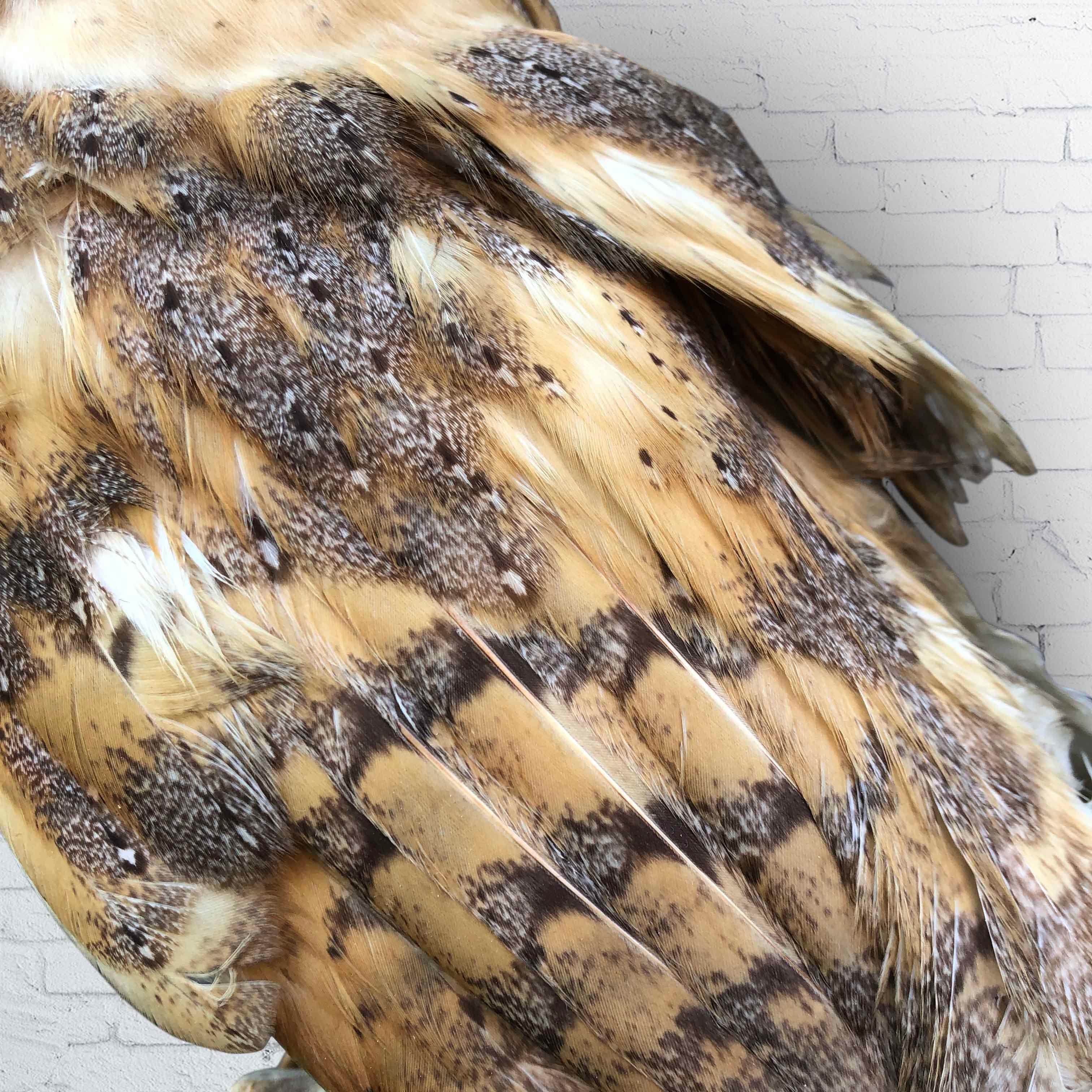 Vintage Owl Taxidermy 3