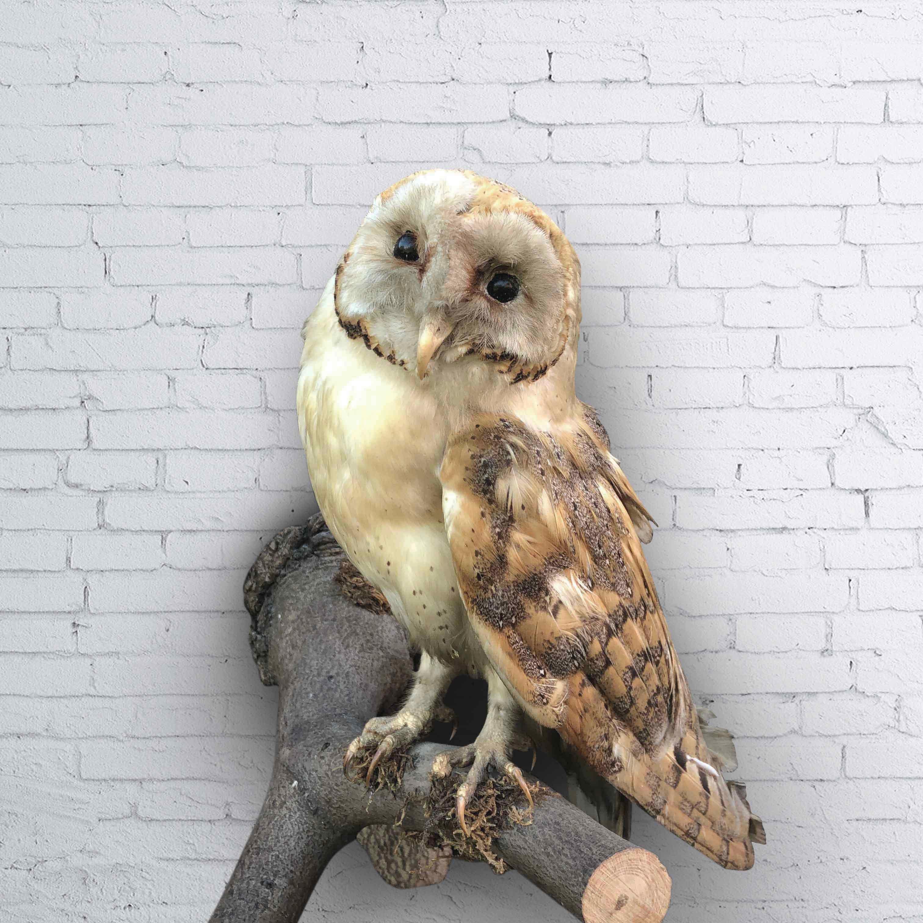 Country Vintage Owl Taxidermy