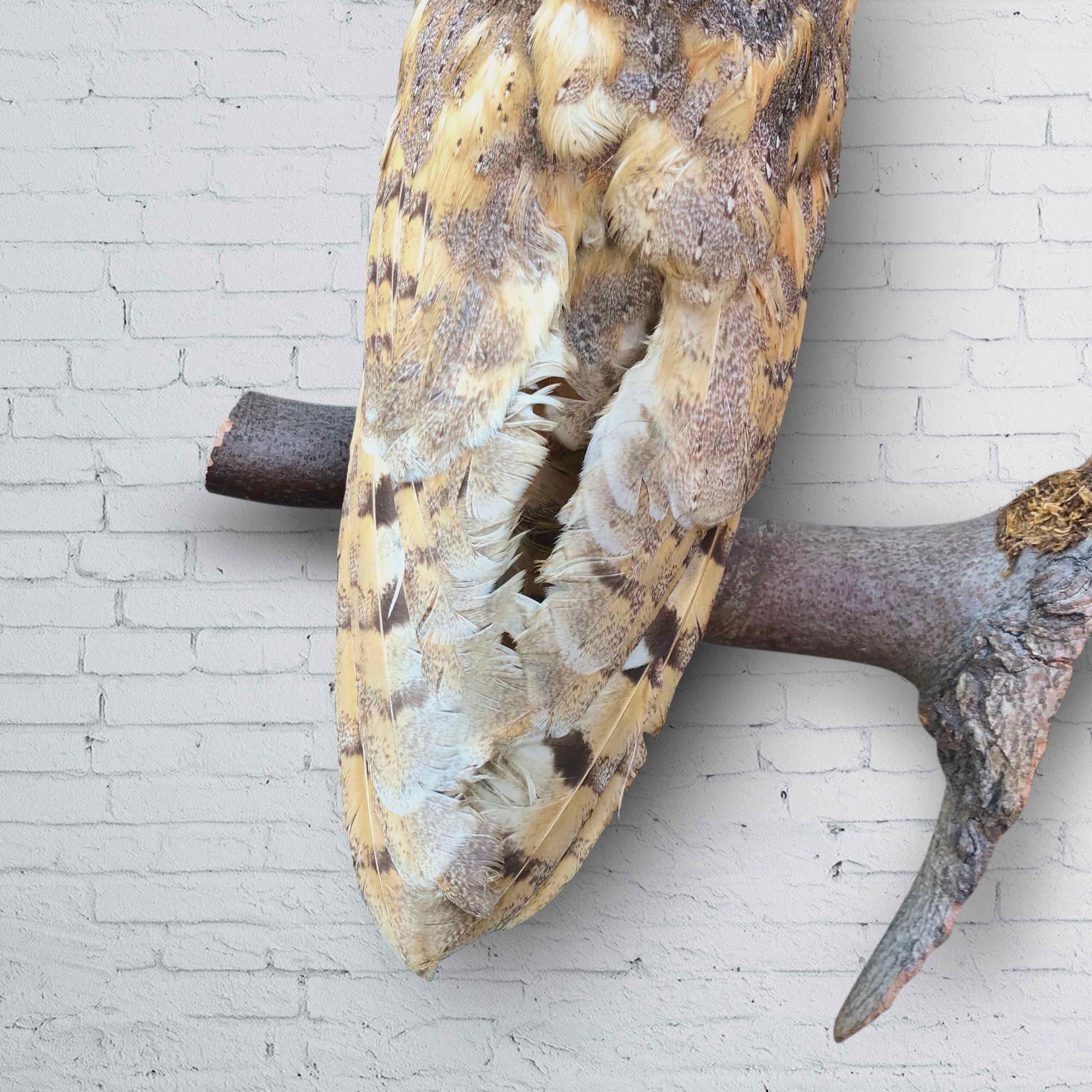 German Vintage Owl Taxidermy