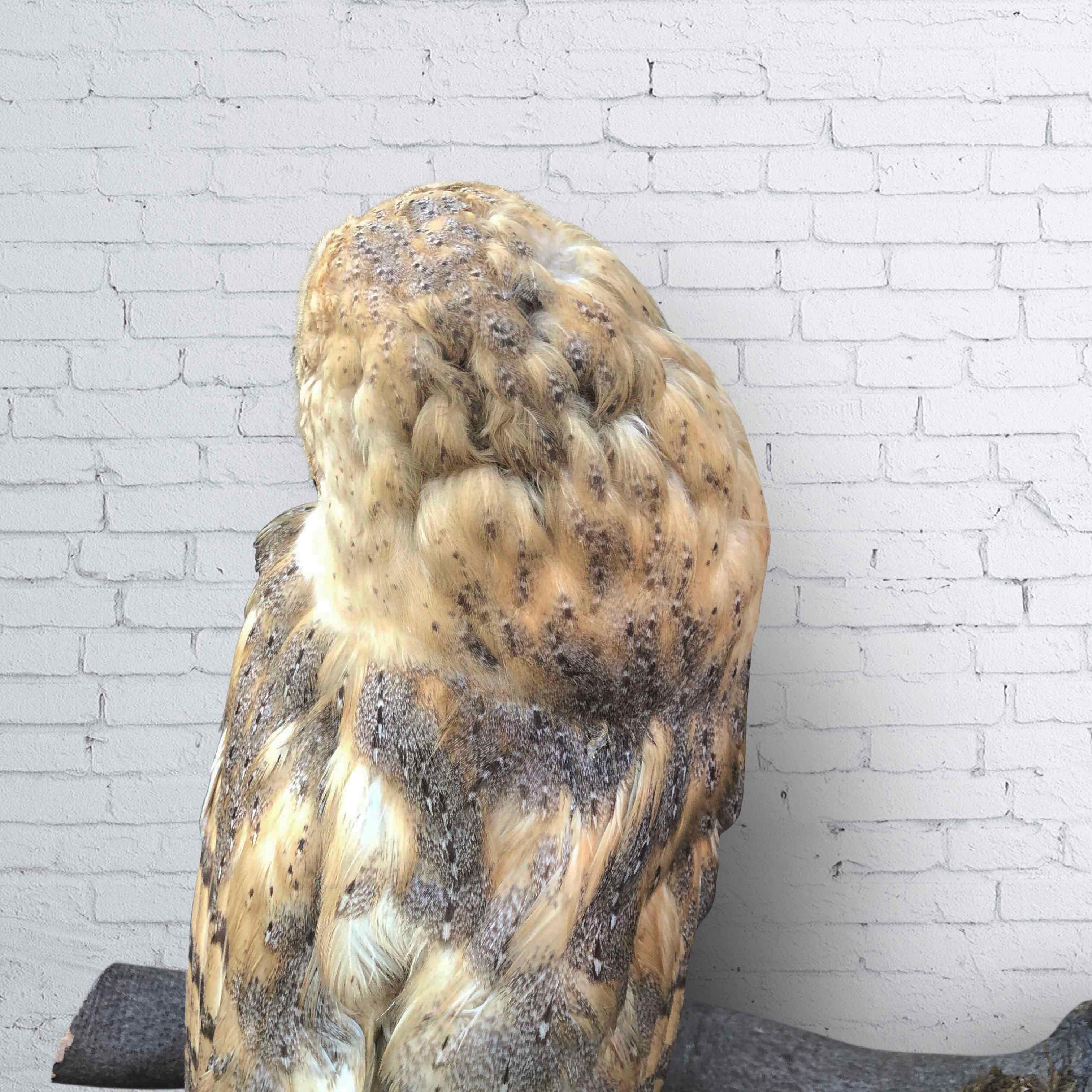 Vintage Owl Taxidermy In Good Condition In Hemiksem, VAN