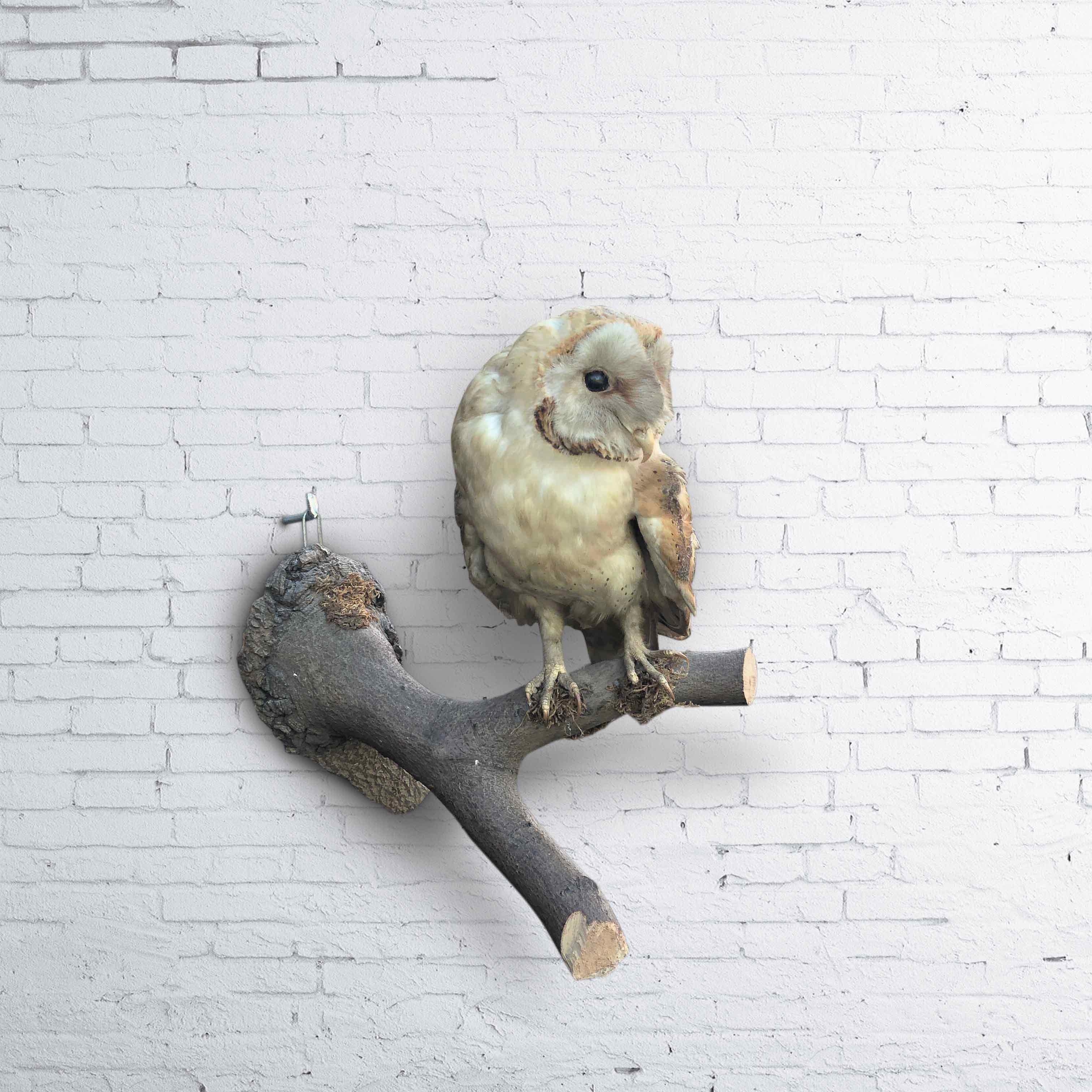 Wood Vintage Owl Taxidermy