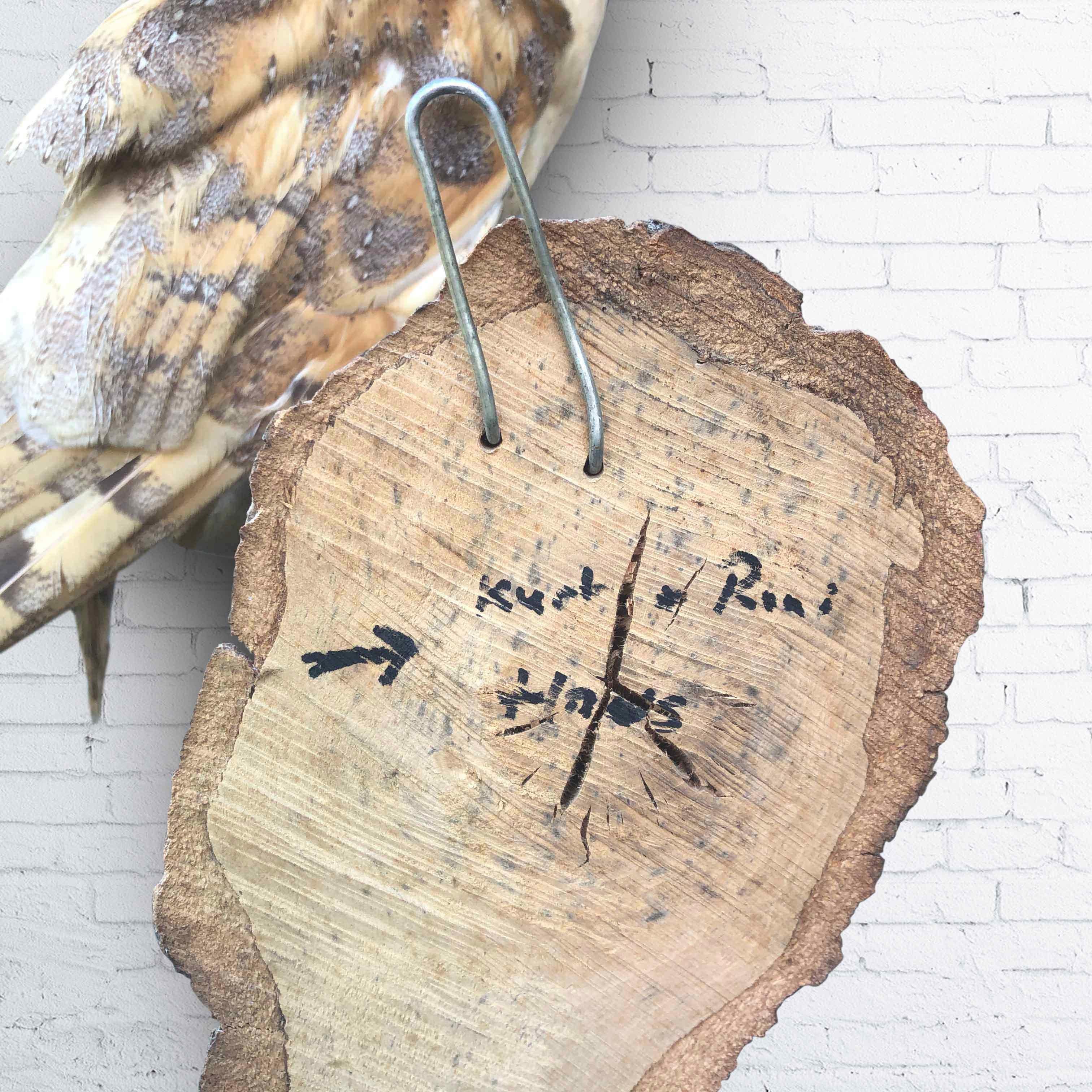 Vintage Owl Taxidermy 1