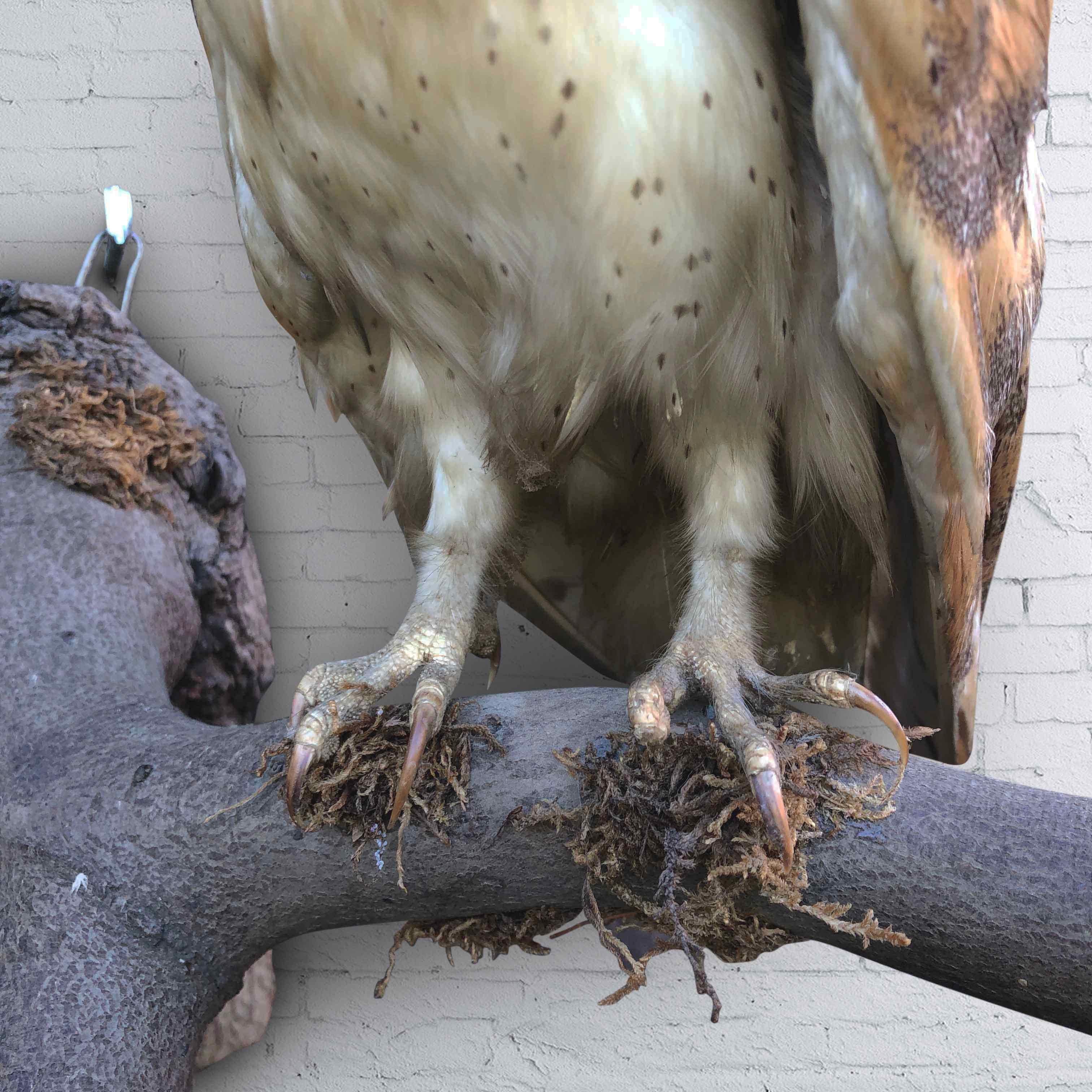 Vintage Owl Taxidermy 2