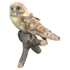 Vintage Owl Taxidermy
