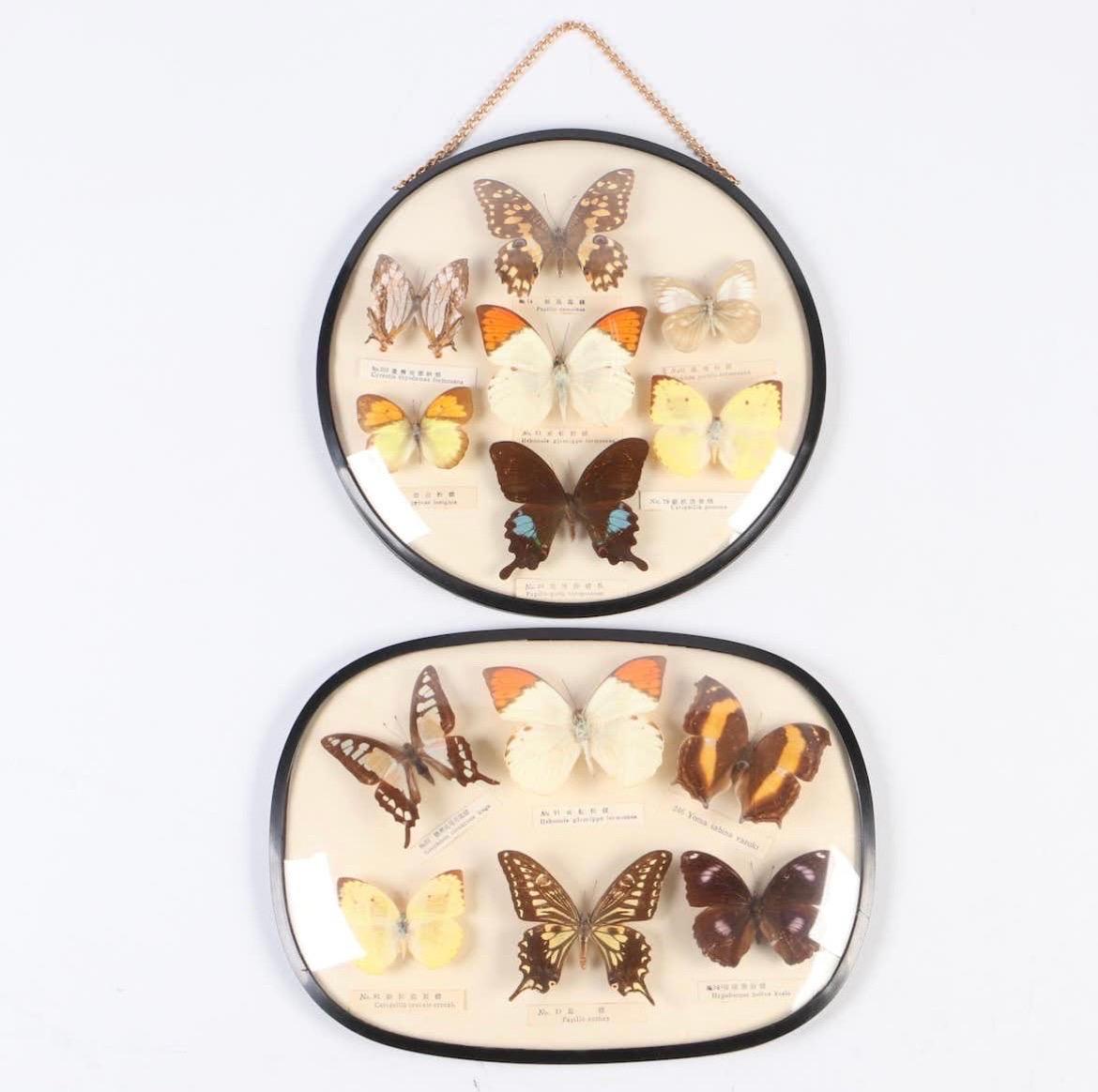 Paar Schmetterlingsexemplare Taxidermie Asiatisches Schwalbenschwanz-Exemplar, gläserne Blume, Vintage im Angebot 5