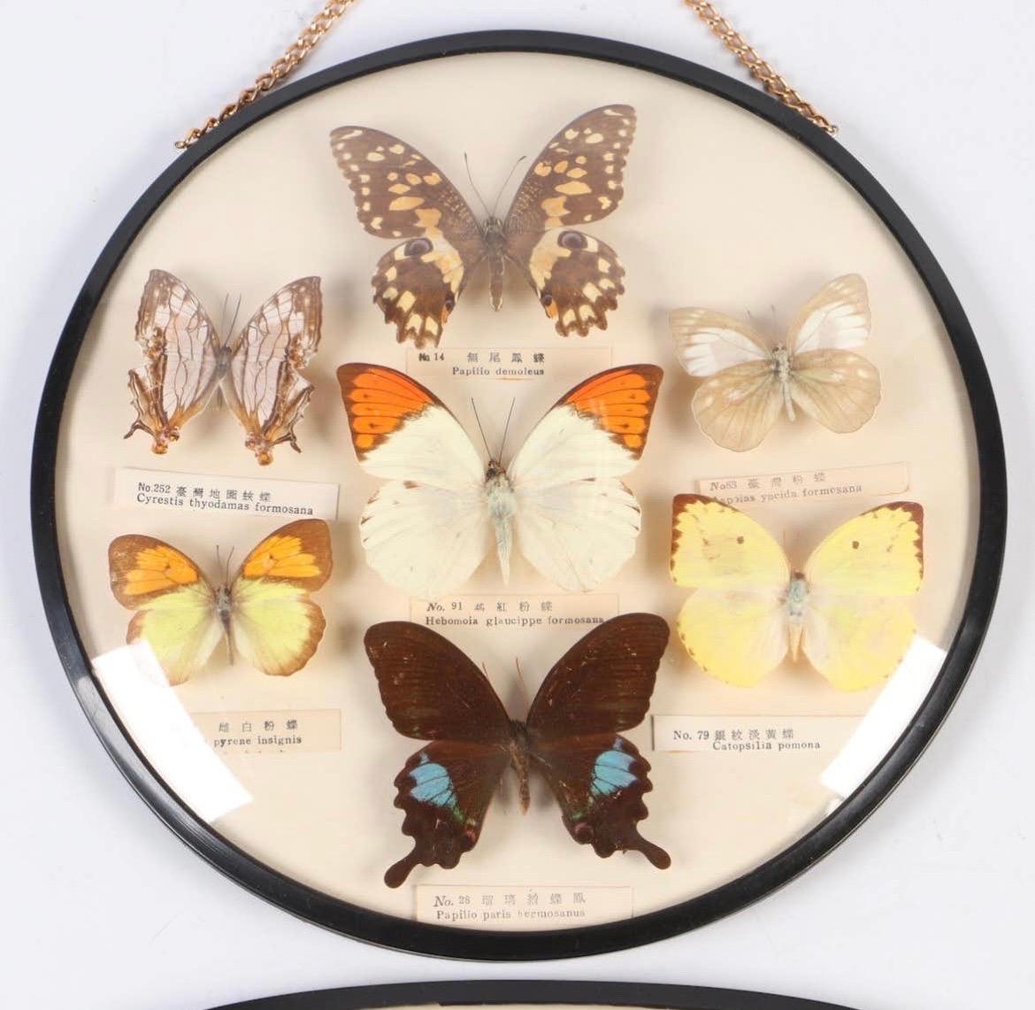 Collection Vintage de spécimens de papillons Paire de taxidermies dans des présentoirs en verre boîtes d'ombres arrondies avec des supports de suspension faits sur mesure. Chaque papillon est soigneusement étiqueté.