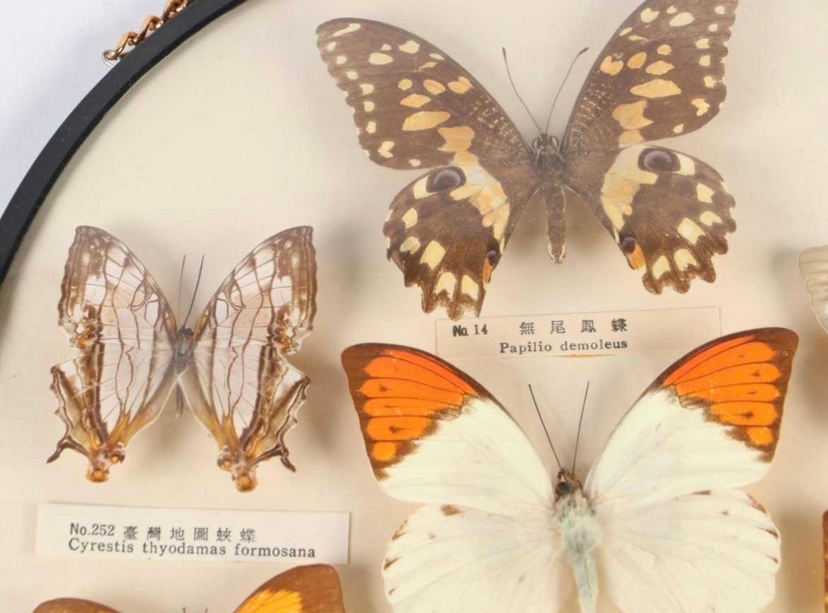 Paar Schmetterlingsexemplare Taxidermie Asiatisches Schwalbenschwanz-Exemplar, gläserne Blume, Vintage (Unbekannt) im Angebot
