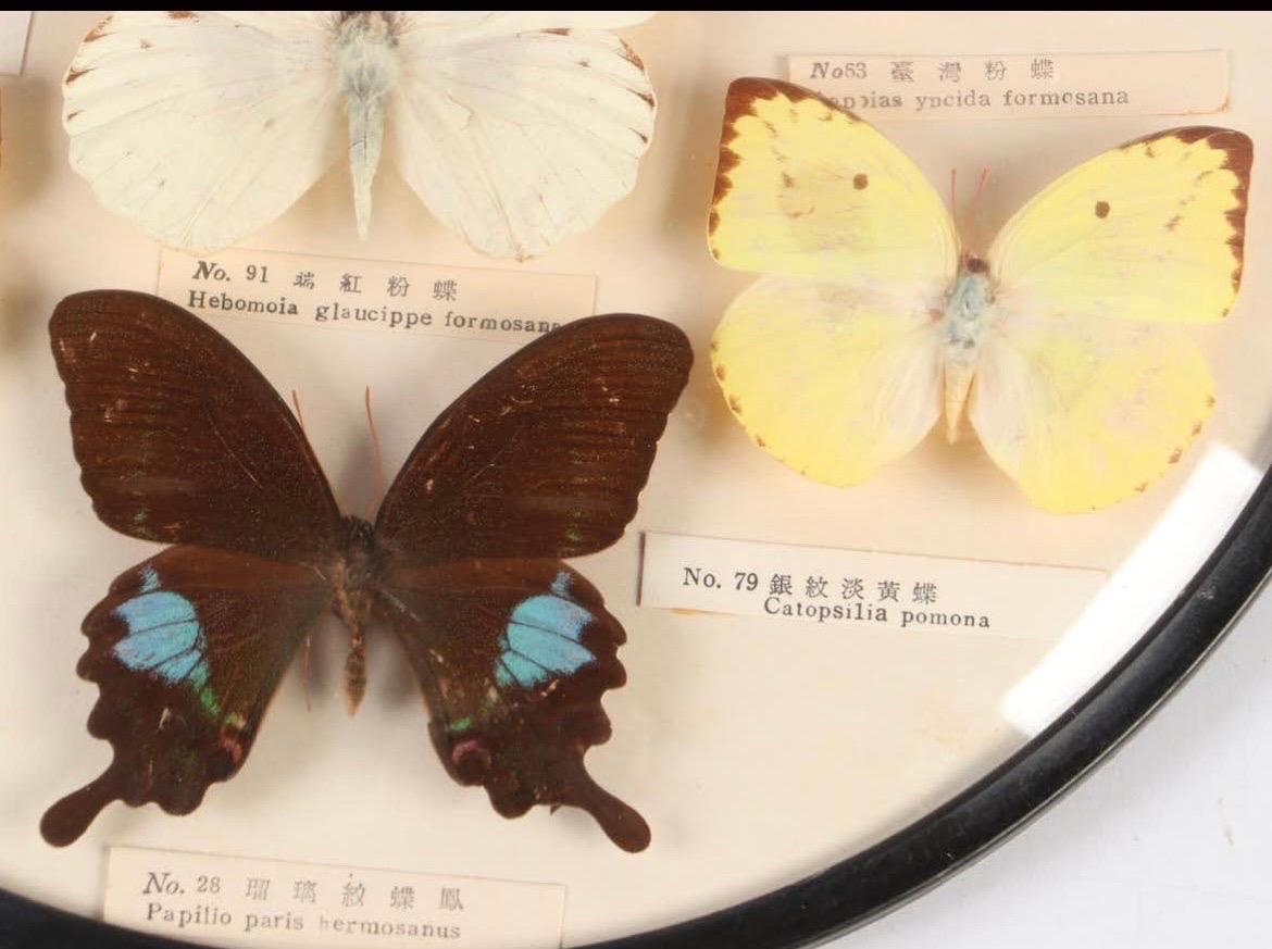 Paar Schmetterlingsexemplare Taxidermie Asiatisches Schwalbenschwanz-Exemplar, gläserne Blume, Vintage im Zustand „Gut“ im Angebot in Cookeville, TN