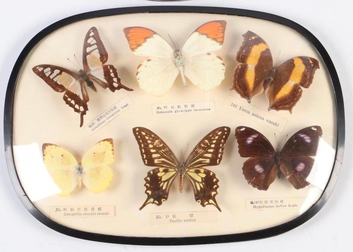 Paar Schmetterlingsexemplare Taxidermie Asiatisches Schwalbenschwanz-Exemplar, gläserne Blume, Vintage (Glas) im Angebot
