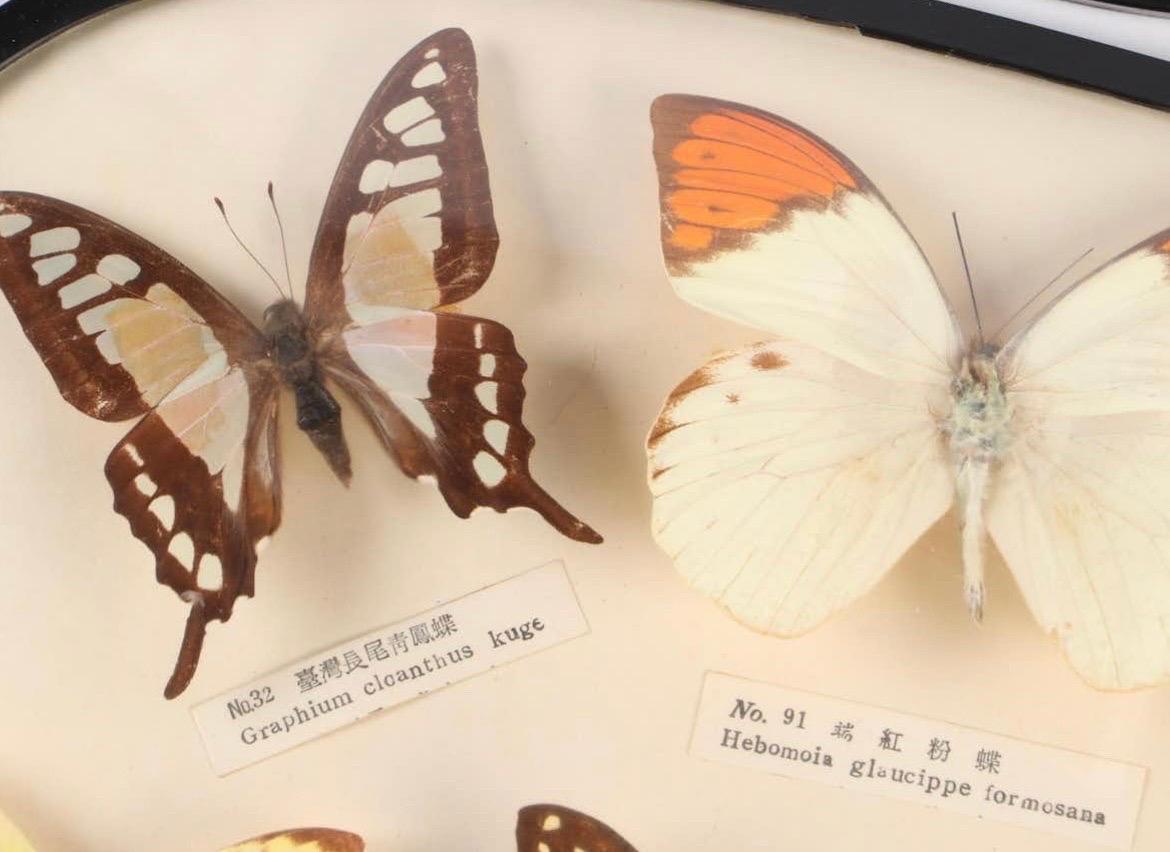 Paar Schmetterlingsexemplare Taxidermie Asiatisches Schwalbenschwanz-Exemplar, gläserne Blume, Vintage im Angebot 1
