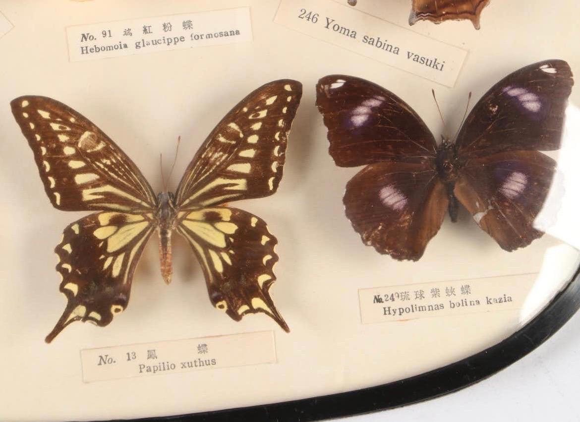 Paar Schmetterlingsexemplare Taxidermie Asiatisches Schwalbenschwanz-Exemplar, gläserne Blume, Vintage im Angebot 2