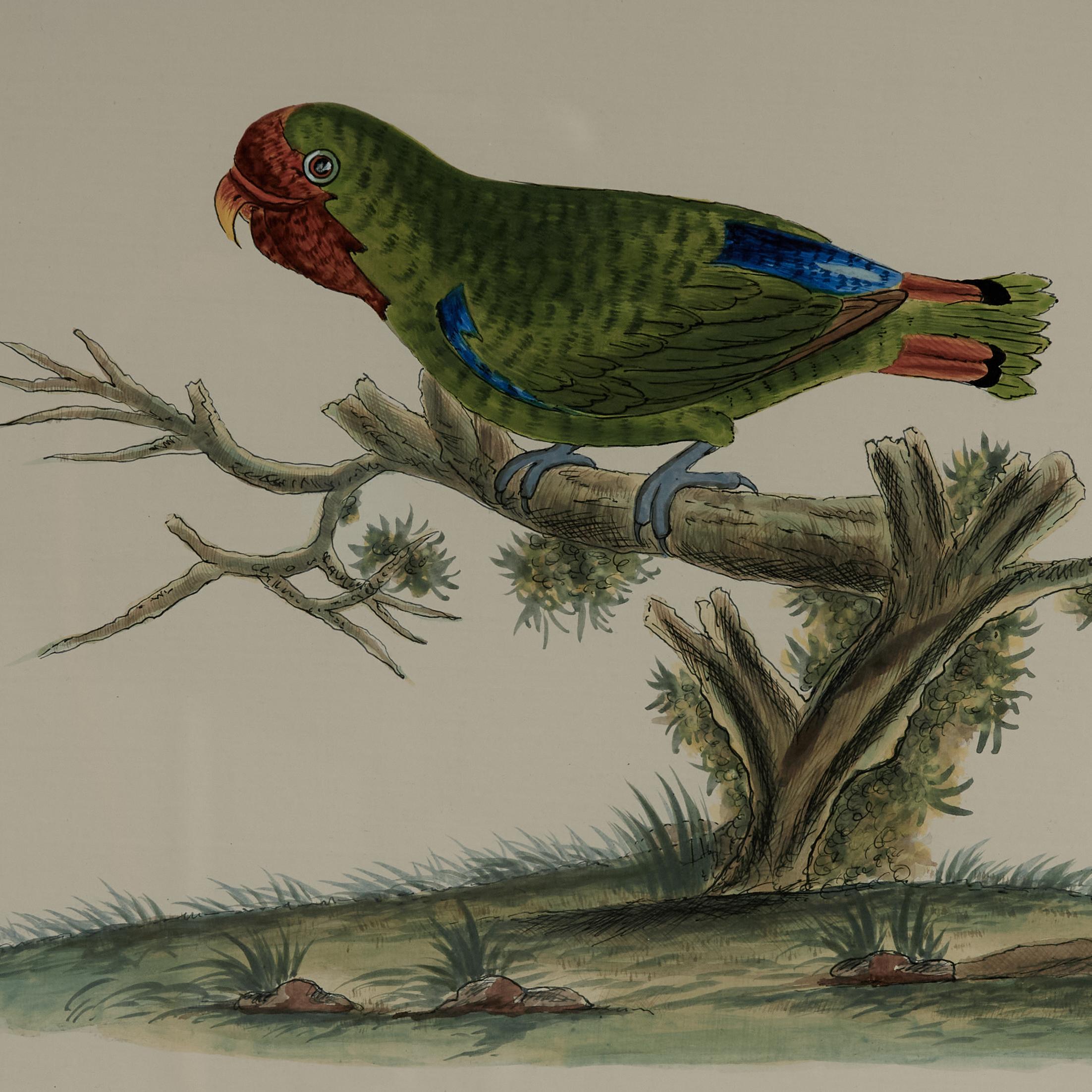 Coppia di dipinti di pappagalli ad inchiostro e acquerello d'epoca in vendita 3
