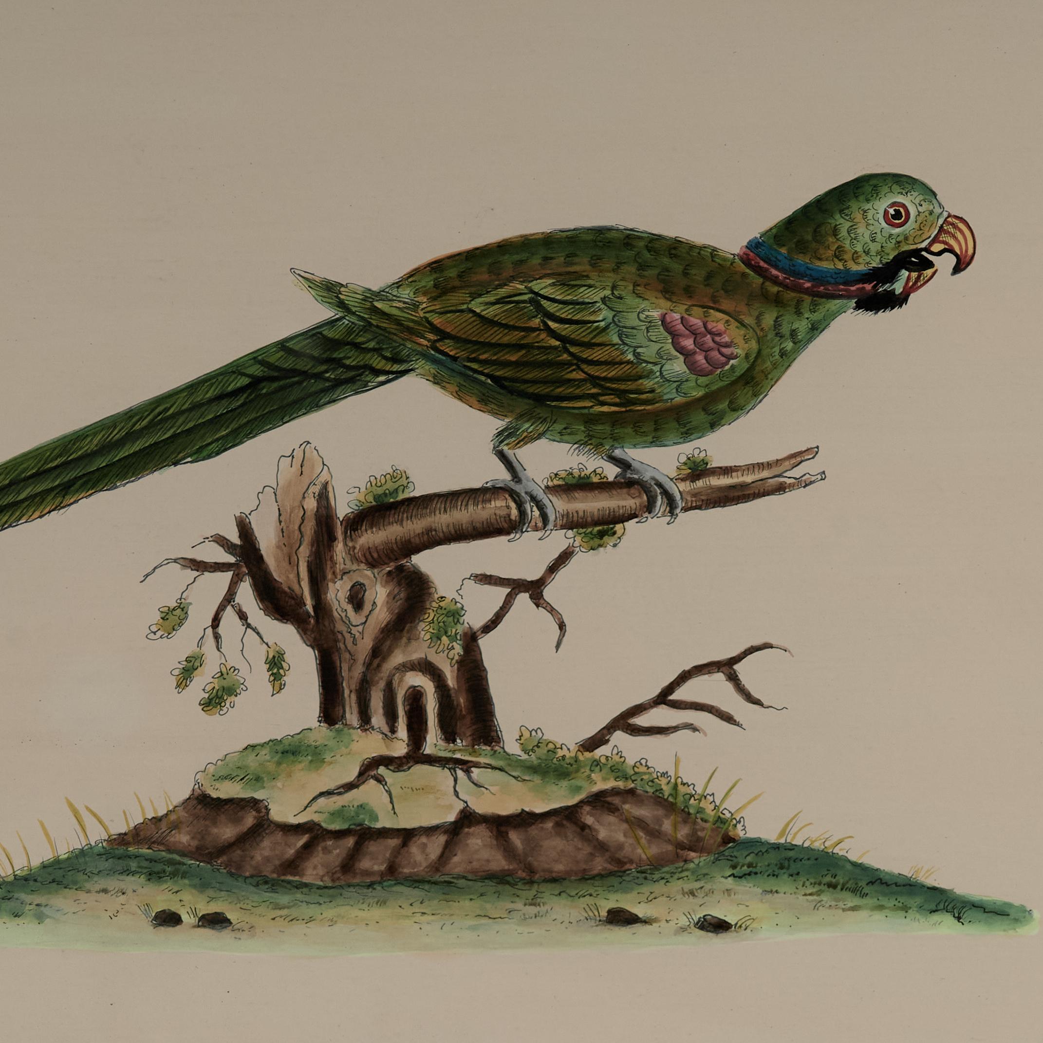 Americano Coppia di dipinti di pappagalli ad inchiostro e acquerello d'epoca in vendita