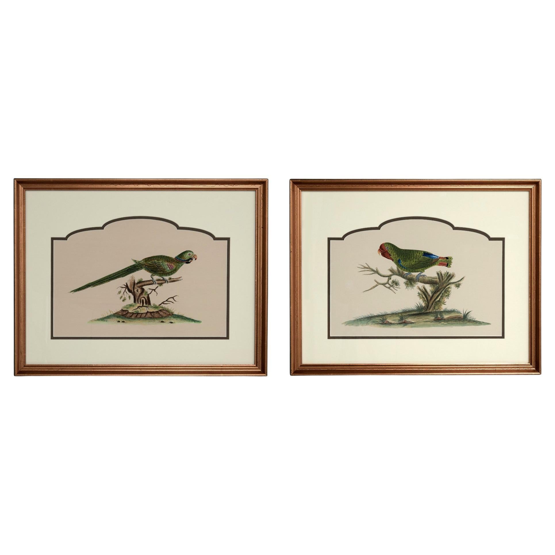 Vintage Pair of Ink and Watercolor Parrot Paintings