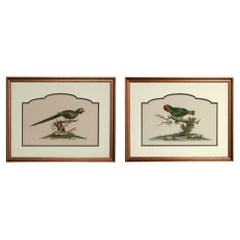 Vintage Pair of Ink and Watercolor Parrot Paintings