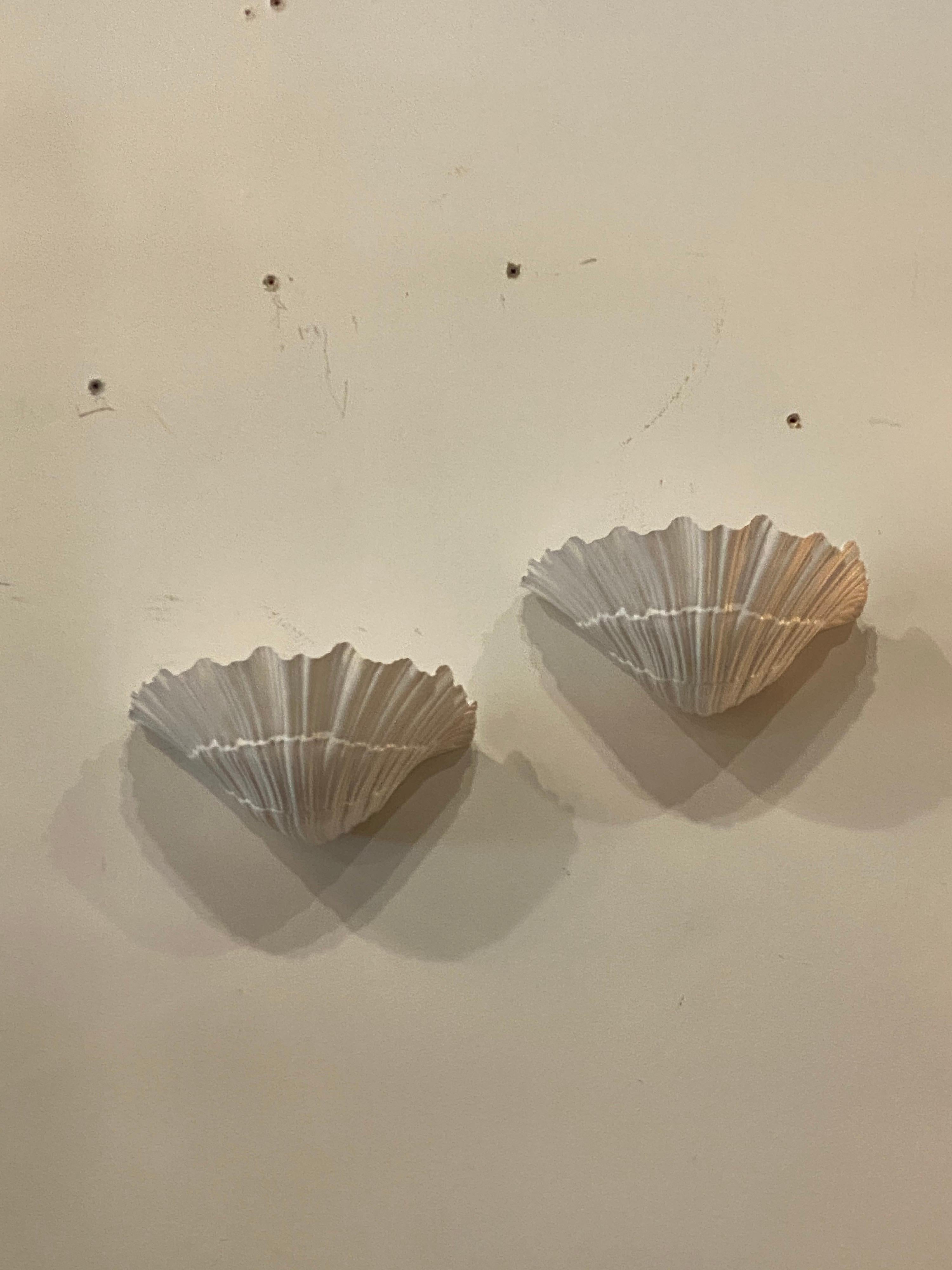 seashell wall lamp