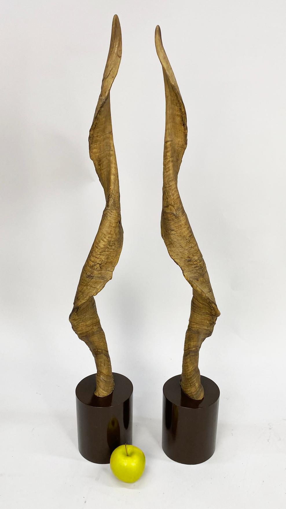 Paire de grands objets décoratifs  Cornes ou bois de koudou montés en vente 5
