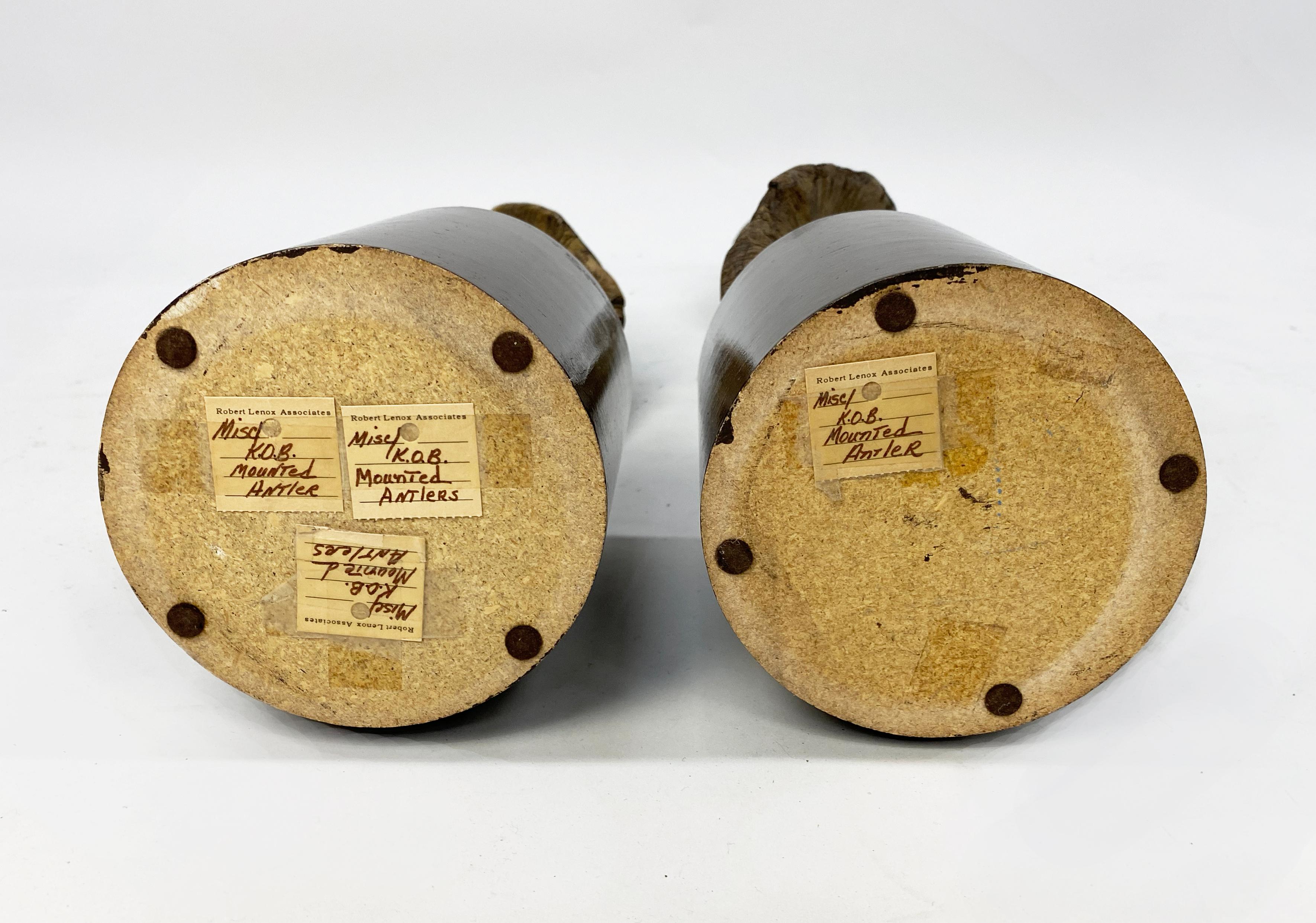 Paire de grands objets décoratifs  Cornes ou bois de koudou montés en vente 6