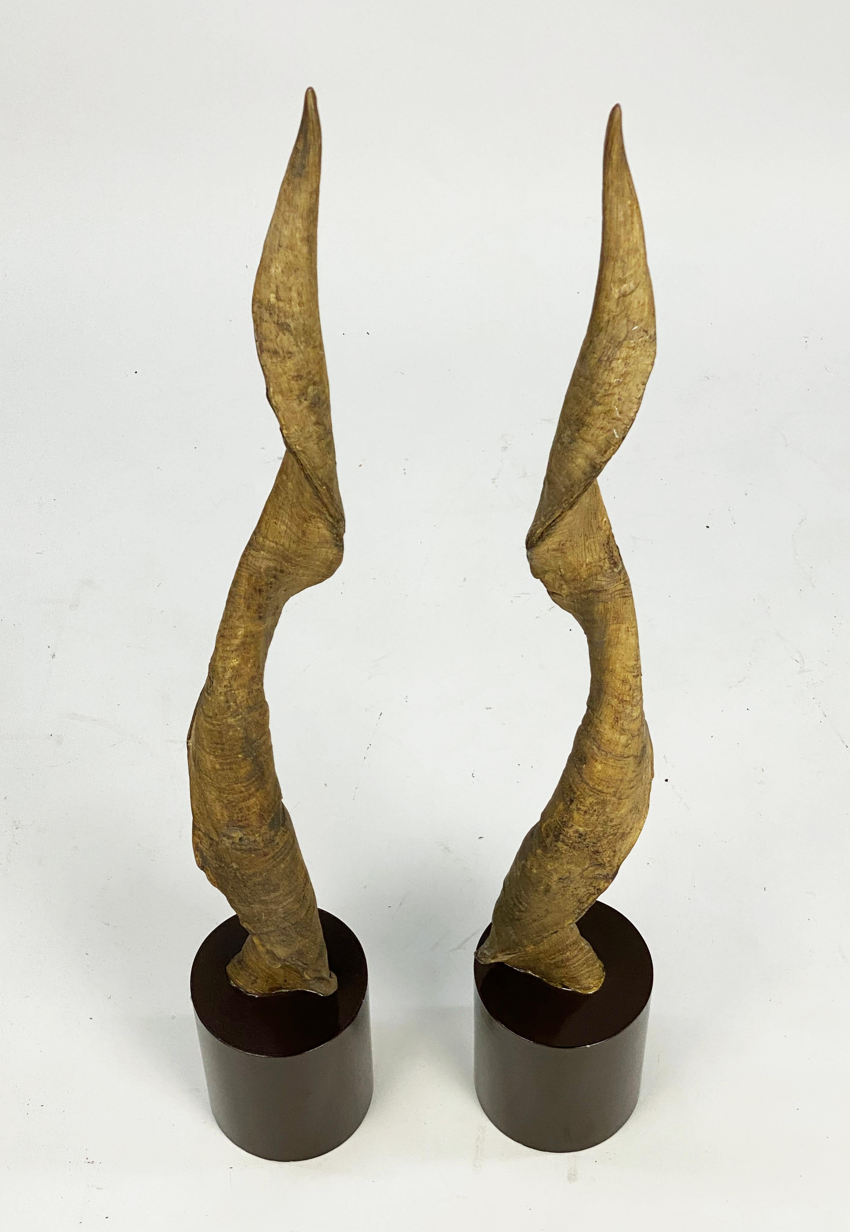 Paire de grands objets décoratifs  Cornes ou bois de koudou montés en vente 9