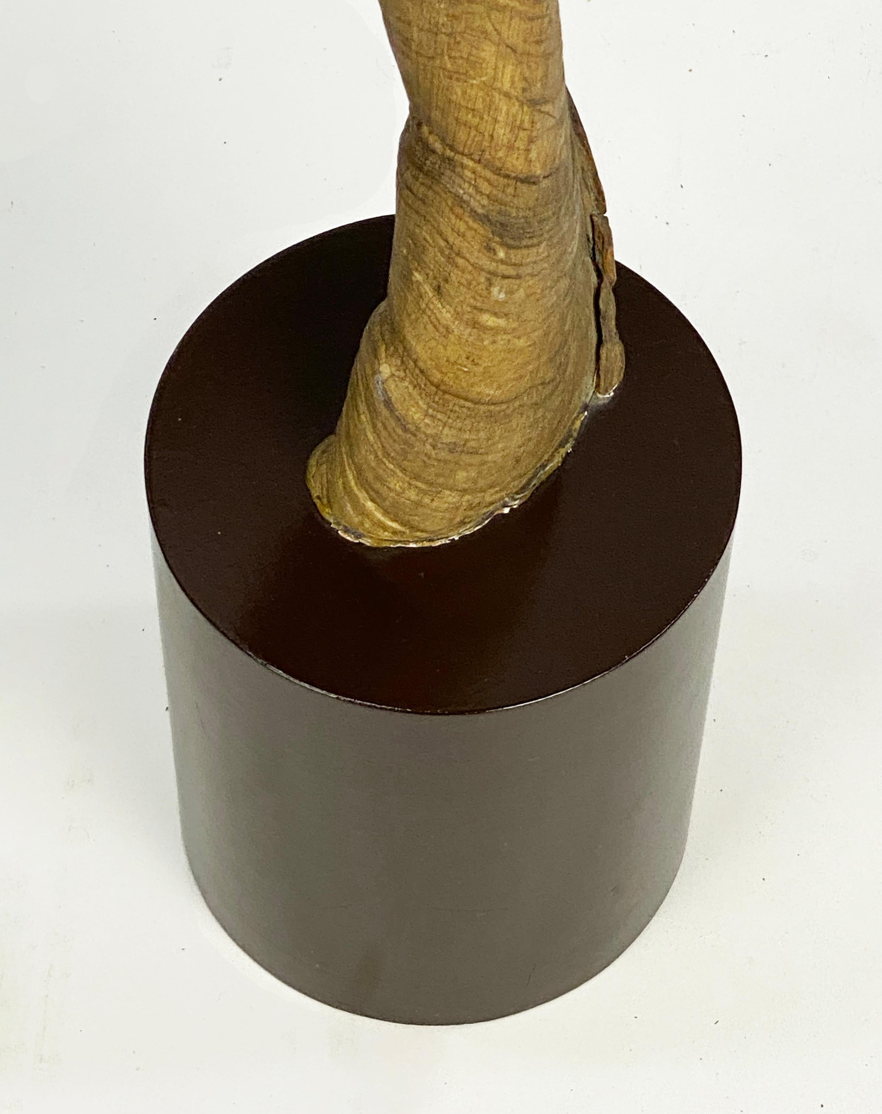 Américain Paire de grands objets décoratifs  Cornes ou bois de koudou montés en vente