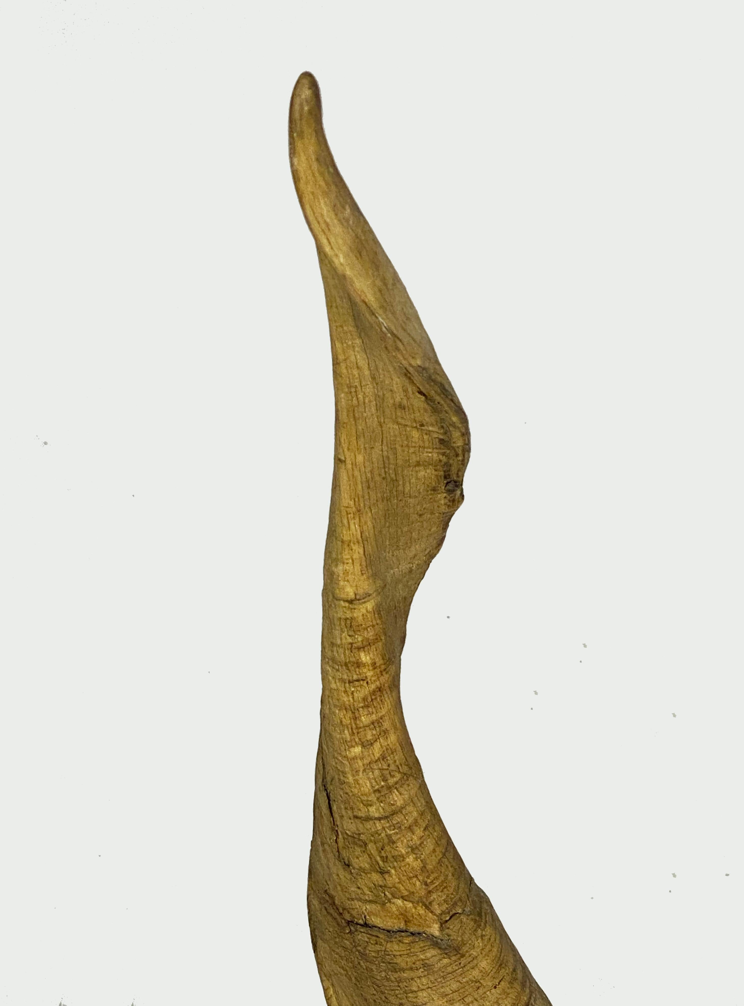 Paire de grands objets décoratifs  Cornes ou bois de koudou montés en vente 1