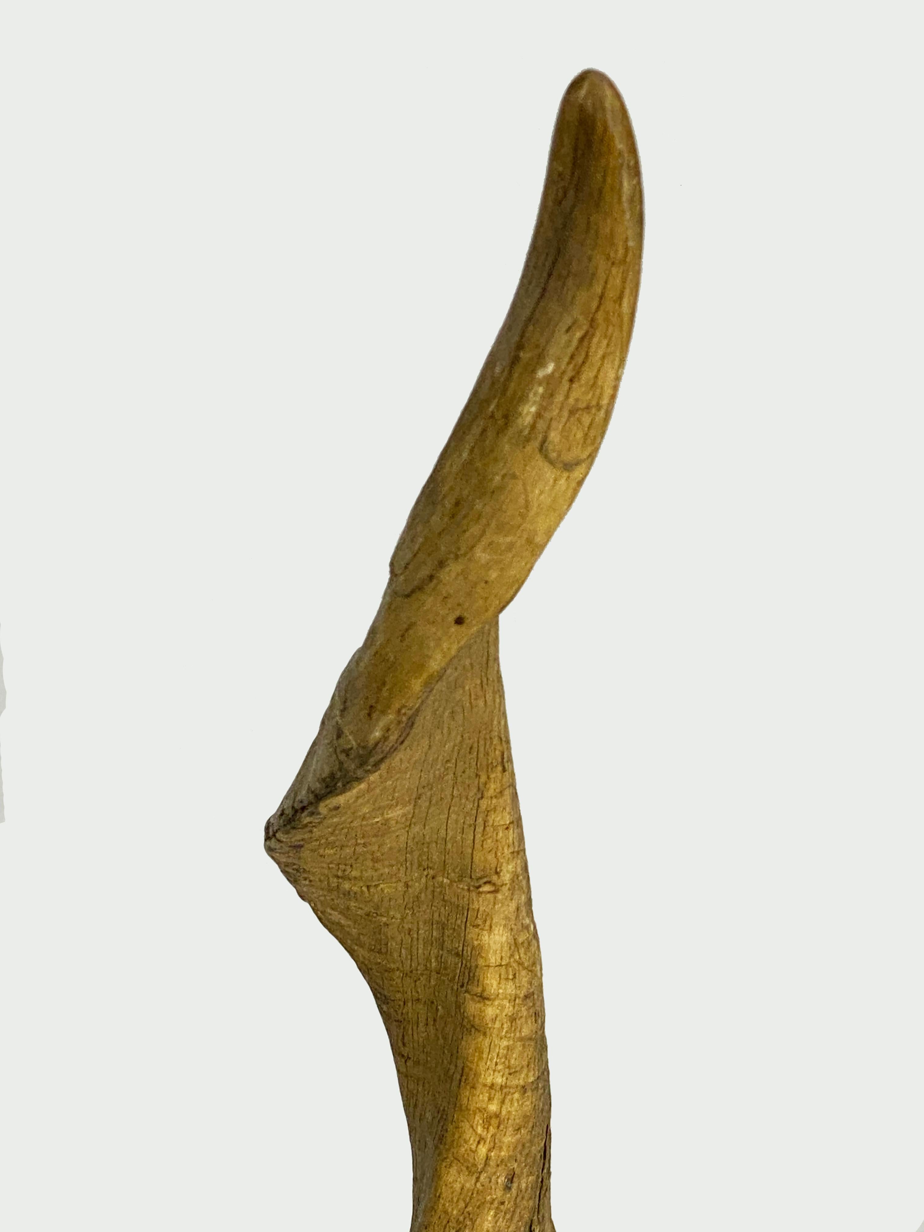 Paire de grands objets décoratifs  Cornes ou bois de koudou montés en vente 2