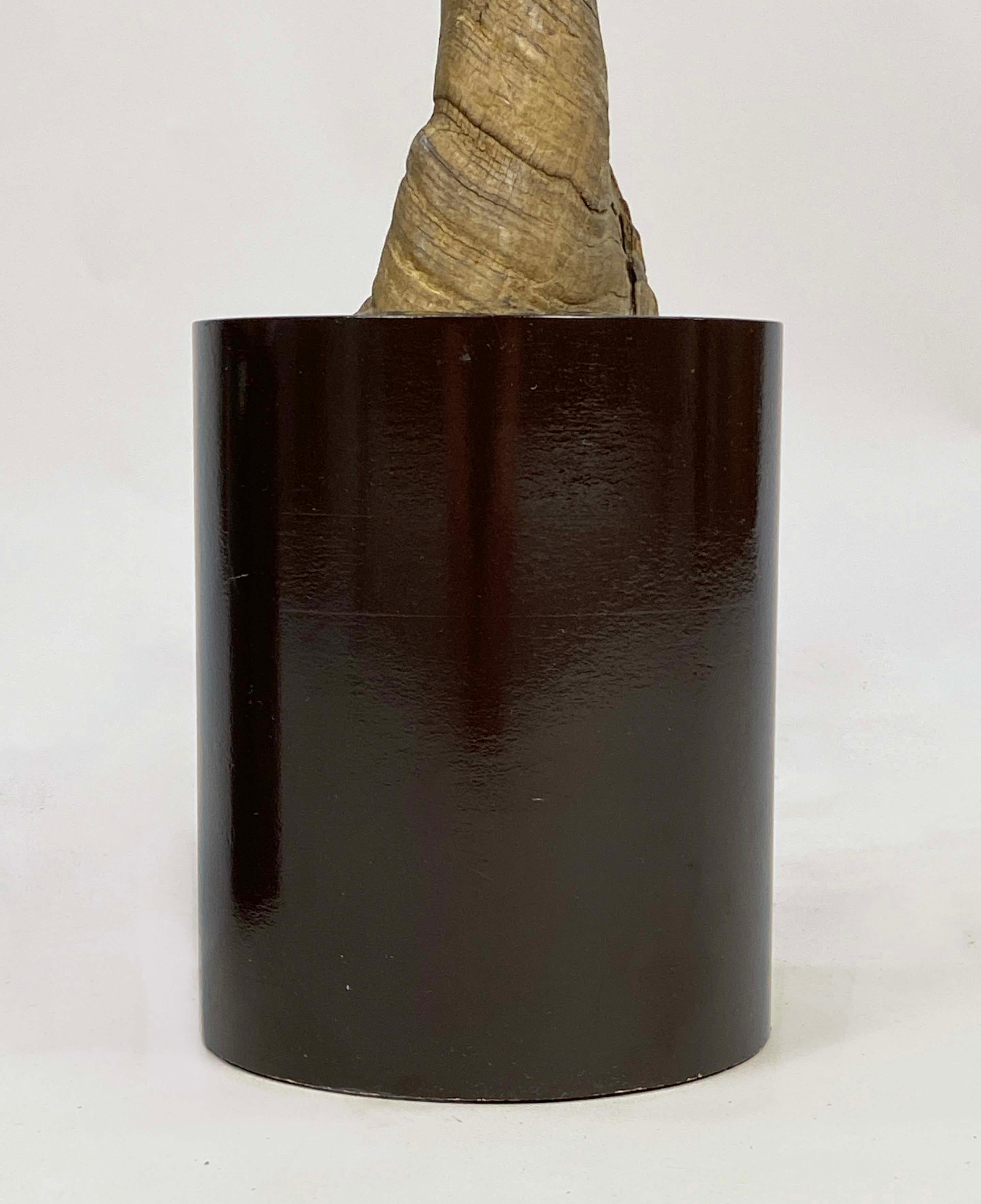 Paire de grands objets décoratifs  Cornes ou bois de koudou montés en vente 3