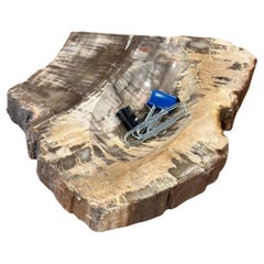 Petrified Wood Decorative Objects