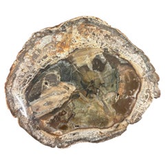 Vintage Petrified Wood Specimen Slab Catchall Tray, Sculptural Decor