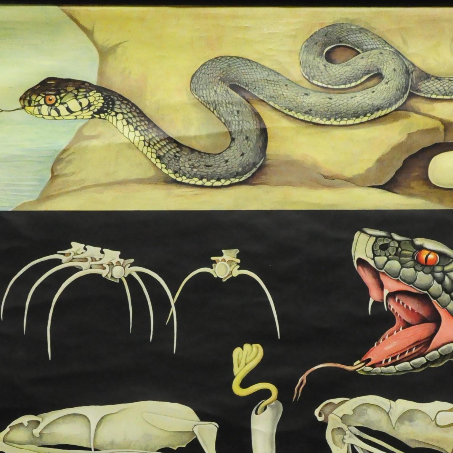 A cottagecore pull-down Jung- Koch- Quentellwall chart showing grass snake and adder. Used as teaching material in German schools. Colorful print on paper reinforced with canvas. Published by Hagemann Lehrmittelverlag, Duesseldorf. You can see the