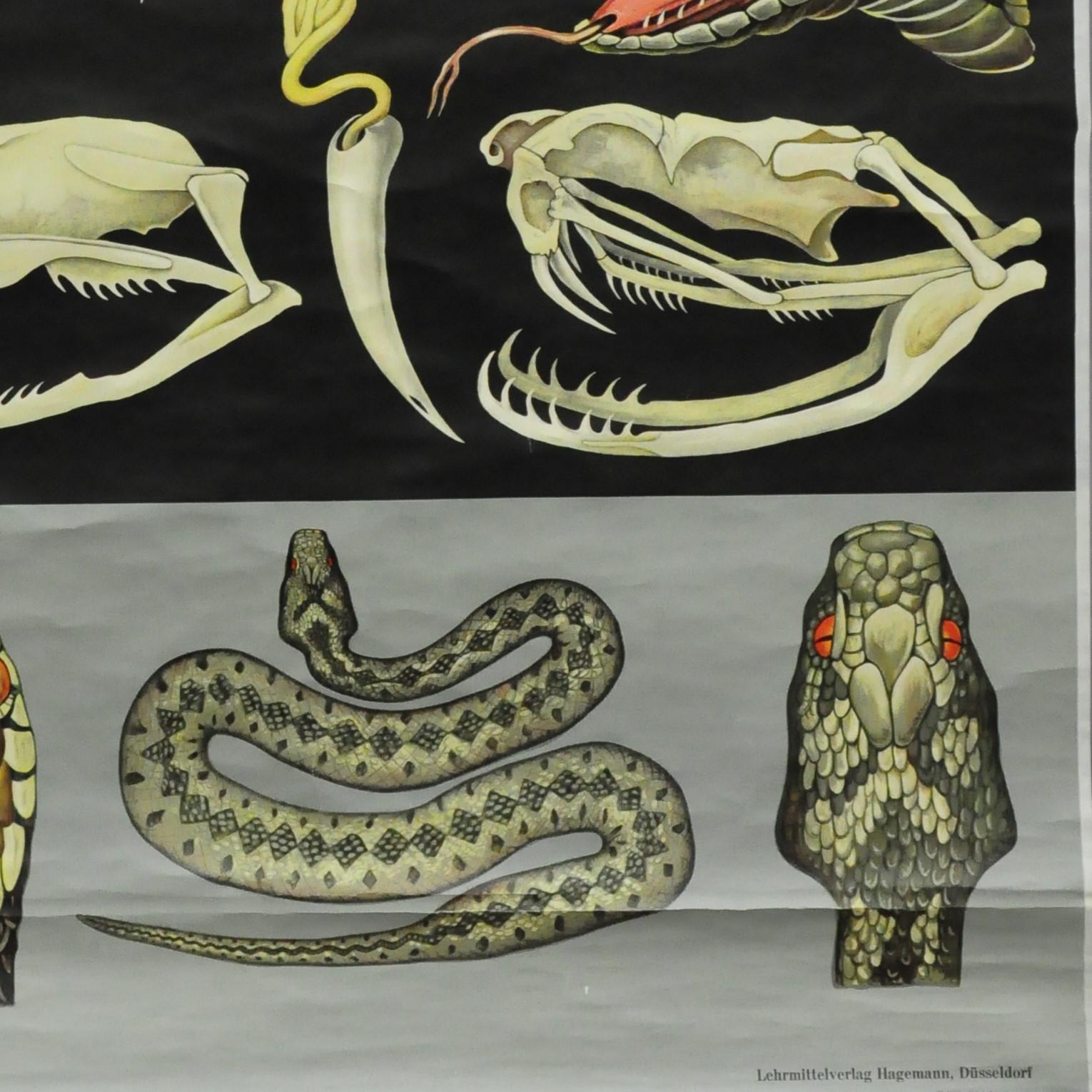 chart of snakes