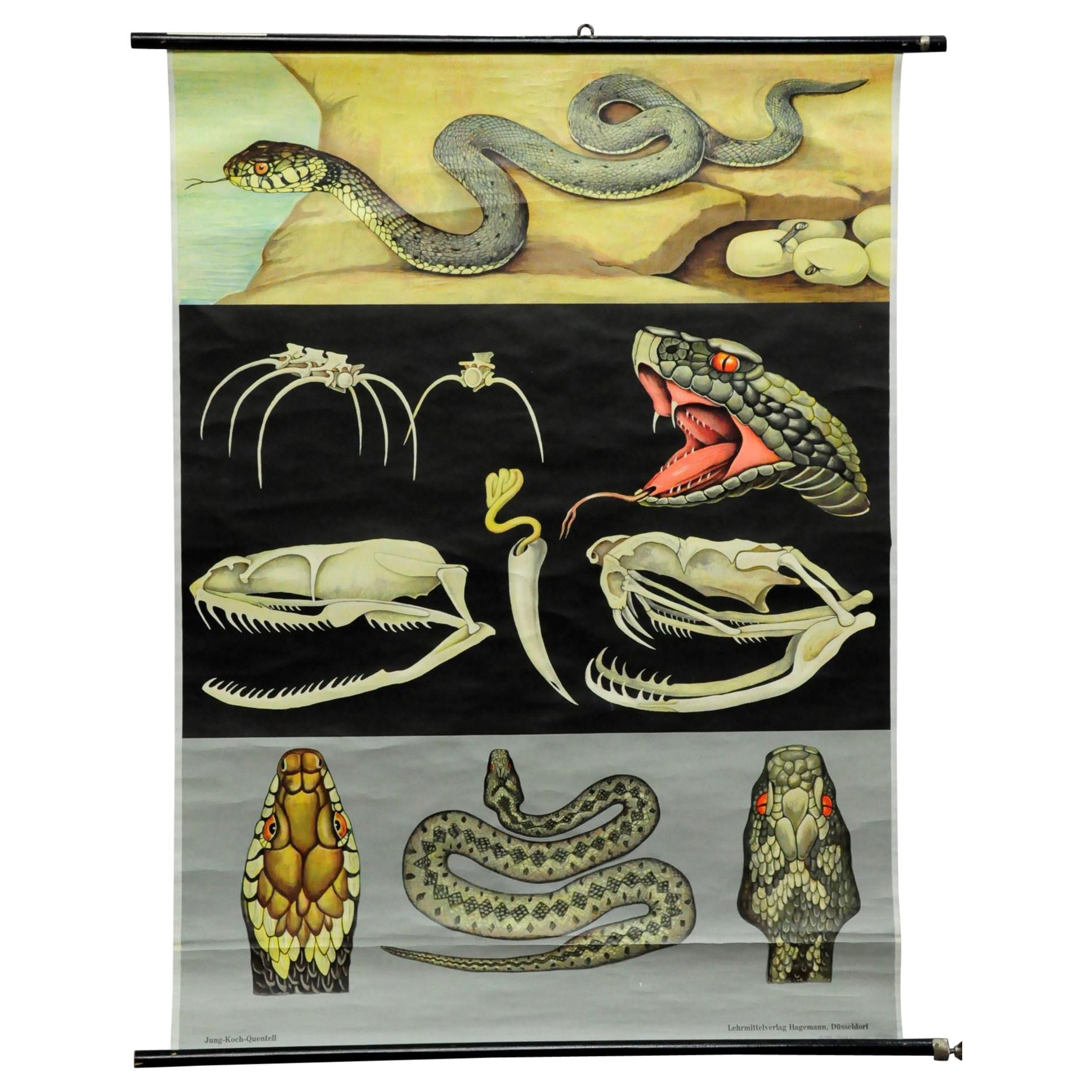 Vintage Mural Poster Wall Chart Jung Koch Quentell Reptils Grass Snake Adder For Sale