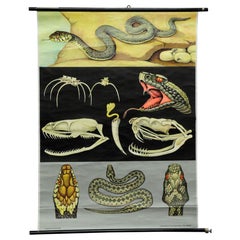 Vintage Picture Poster Wall Chart Jung Koch Quentell Reptils Grass Snake Adder