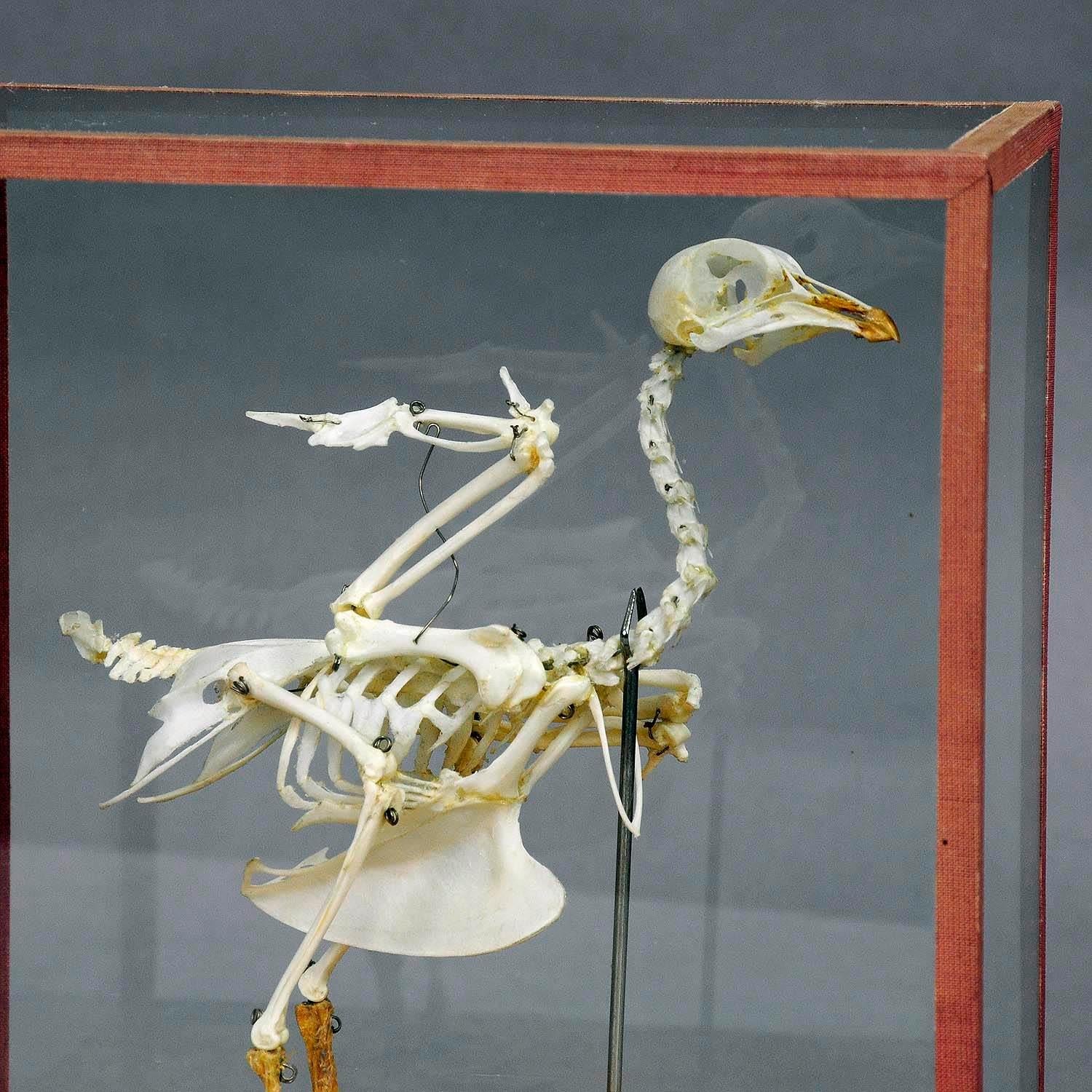 An anatomical pigeon skeleton in a showcase used for class. mounted on a wooden plate, Made in Poland, circa 1950, very good condition

Measures: Width 9.06