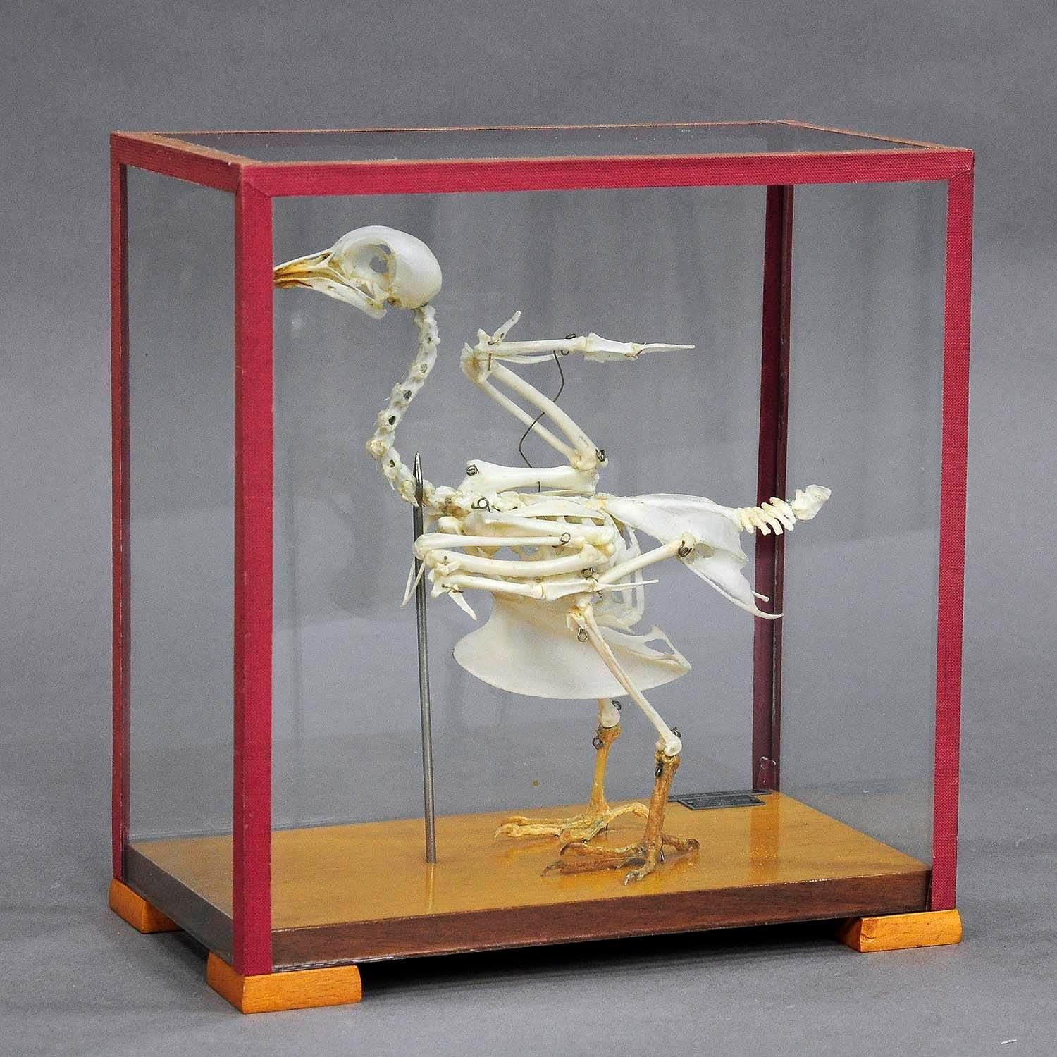 goose skeleton
