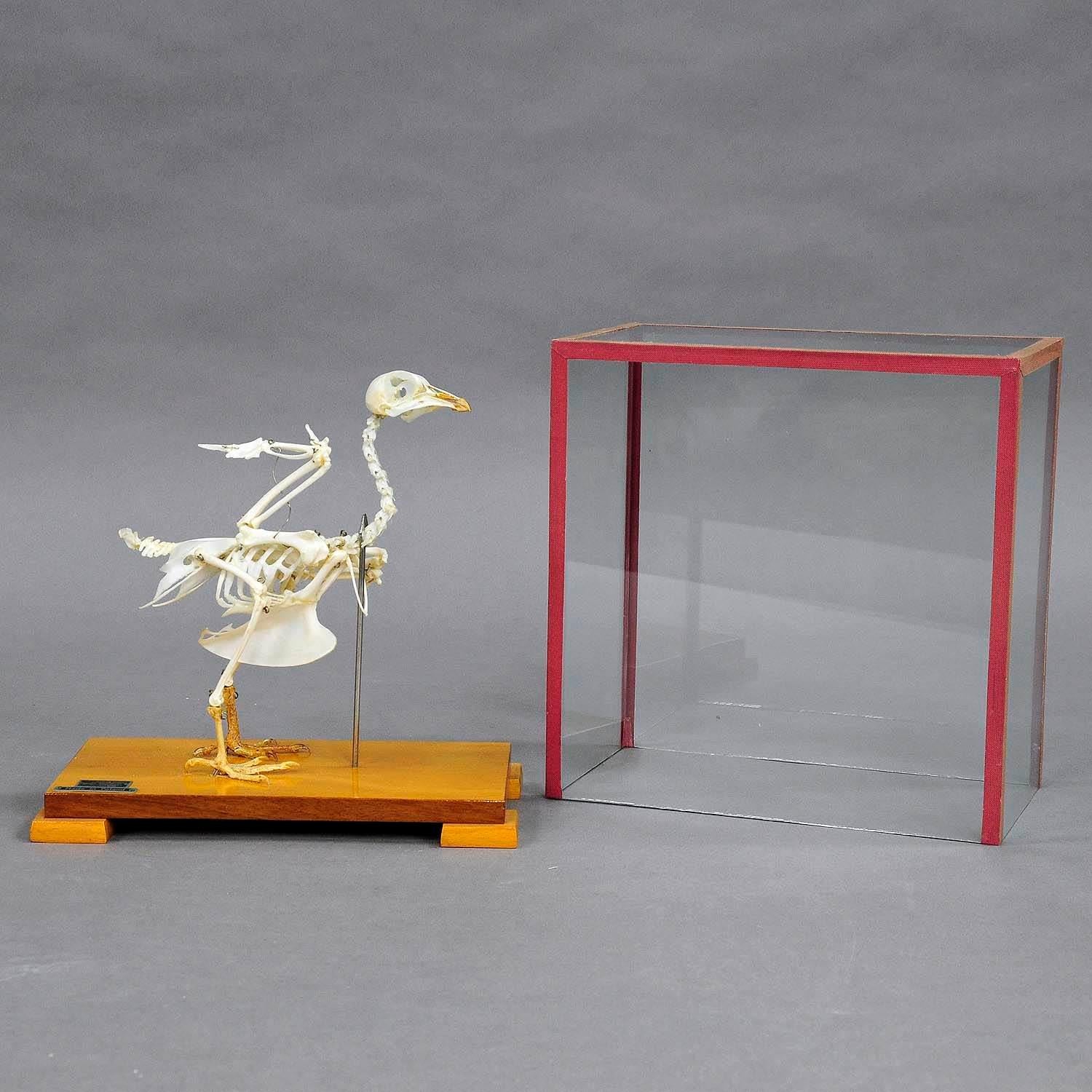 Mid-Century Modern Vintage Pigeon Skeleton Model for Class, circa 1950