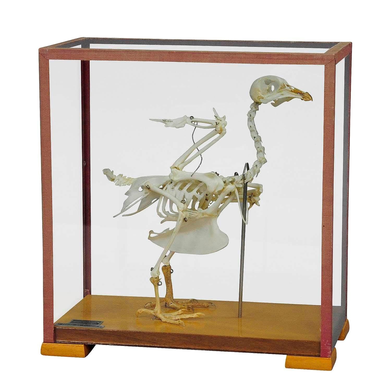 Vintage Pigeon Skeleton Model for Class, circa 1950