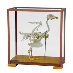 Vintage Pigeon Skeleton Model for Class, circa 1950