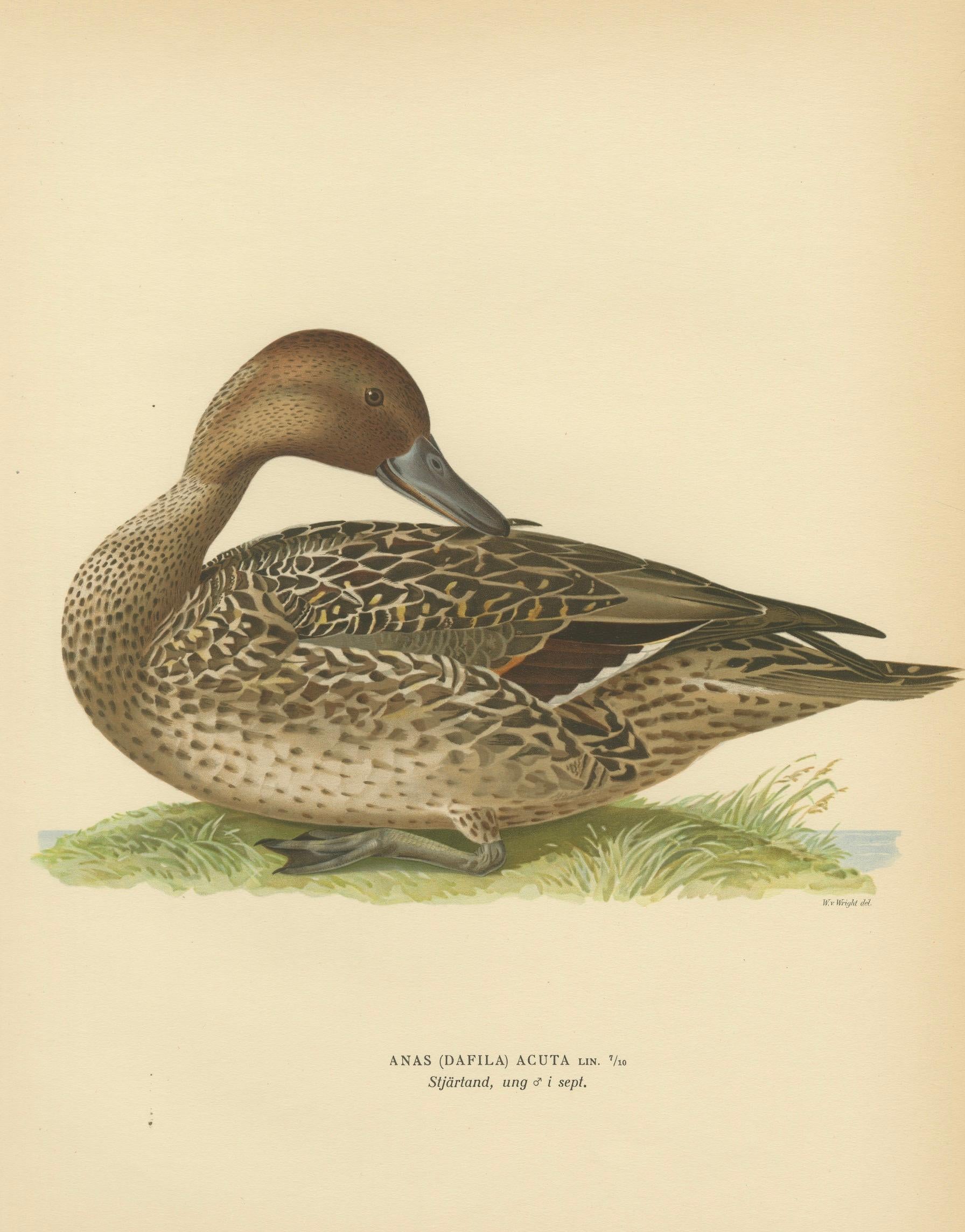 Vintage Pintail Duck Lithograph, Northern Pintail Anas Acuta, Sweden - 1929