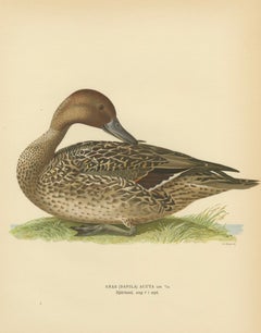 Vintage Pintail Duck Lithograph, Northern Pintail Anas Acuta, Sweden - 1929