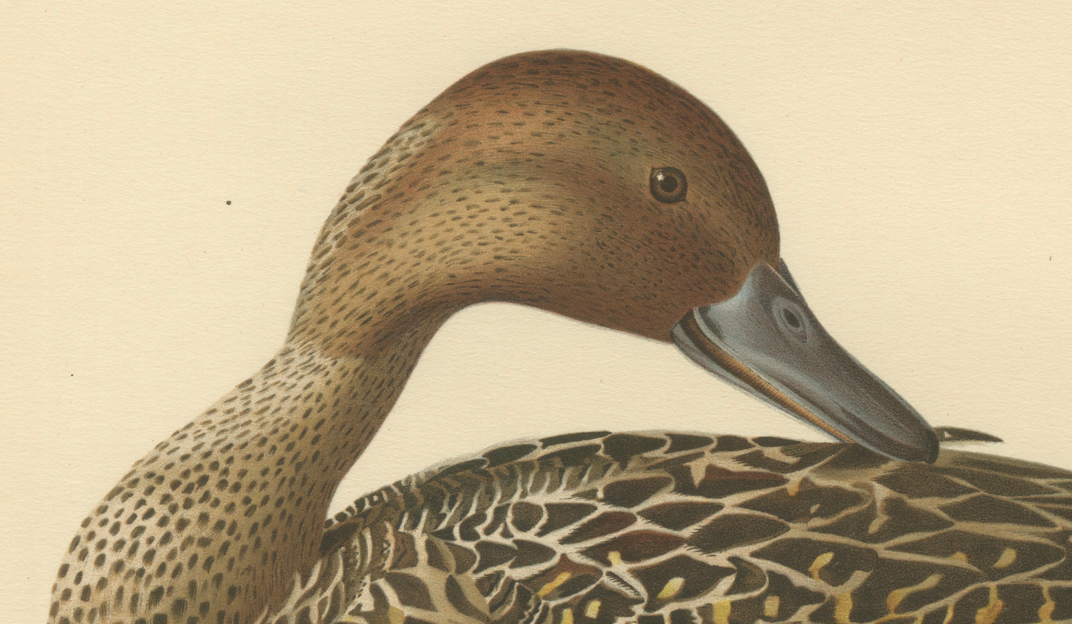 Vintage Pintail Duck Lithograph, Northern Pintail Anas Acuta, Sweden - 1929