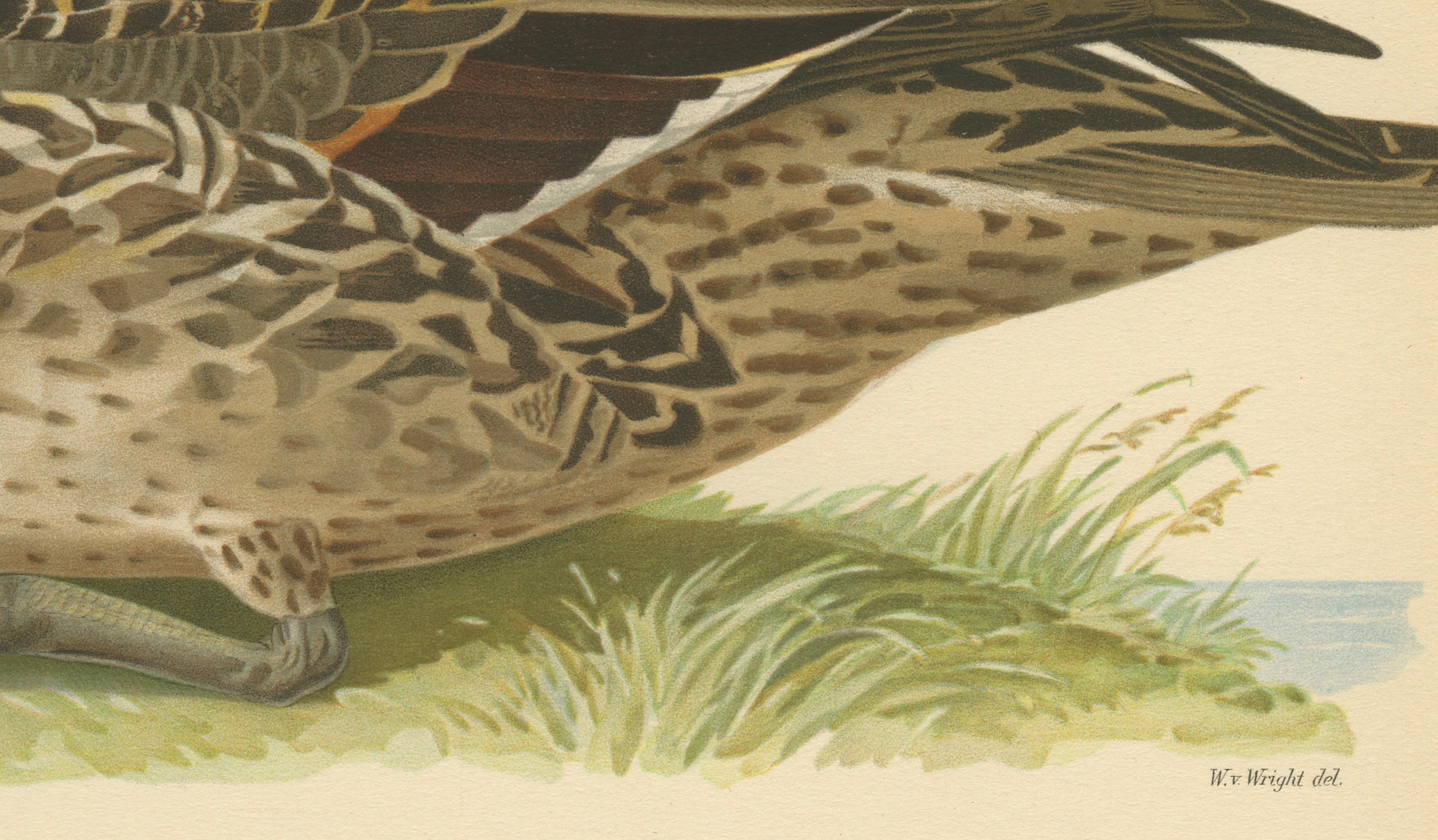 Vintage Pintail Duck Lithograph, Northern Pintail Anas Acuta, Sweden - 1929