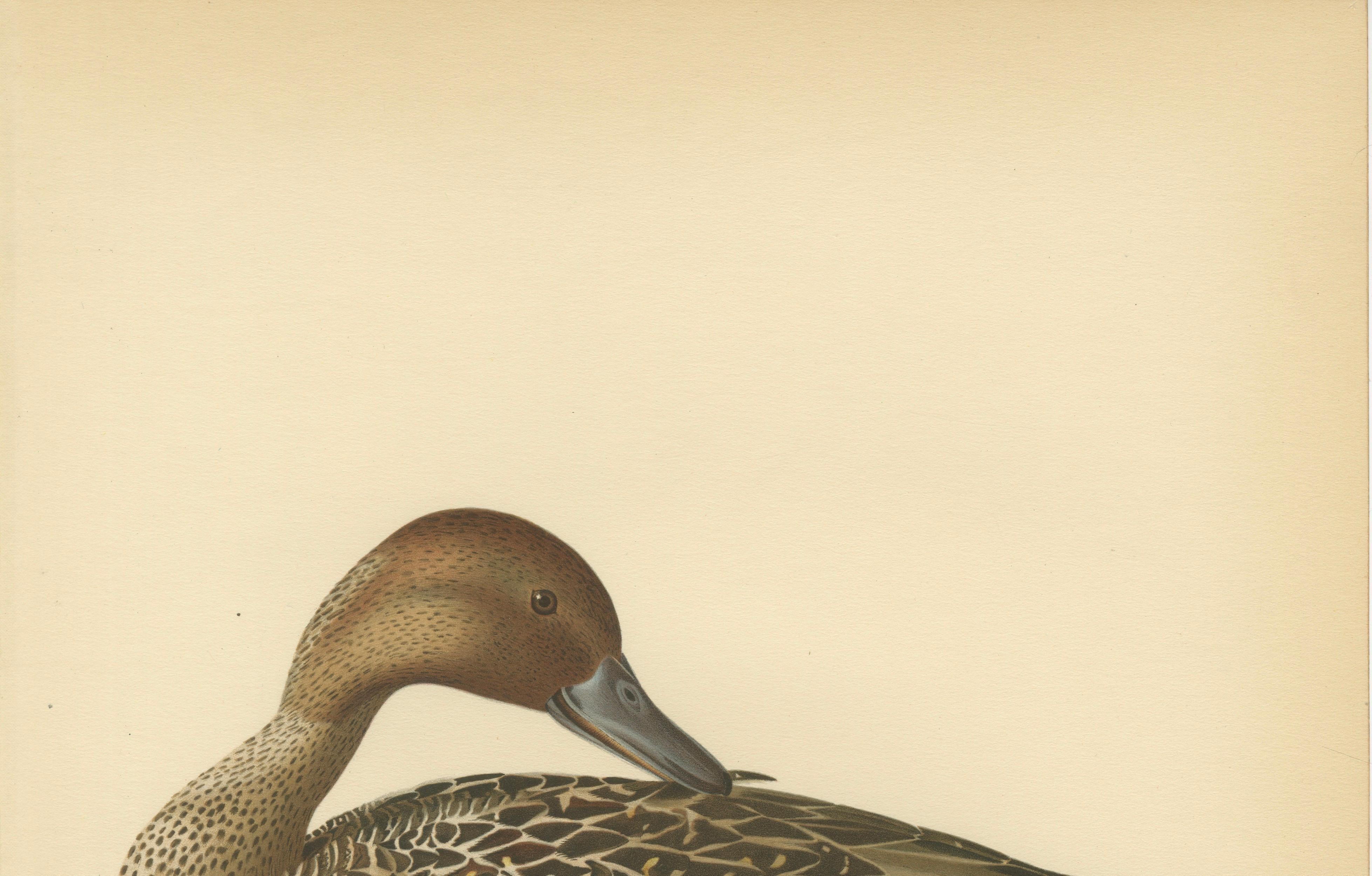 Vintage Pintail Duck Lithograph, Northern Pintail Anas Acuta, Sweden - 1929
