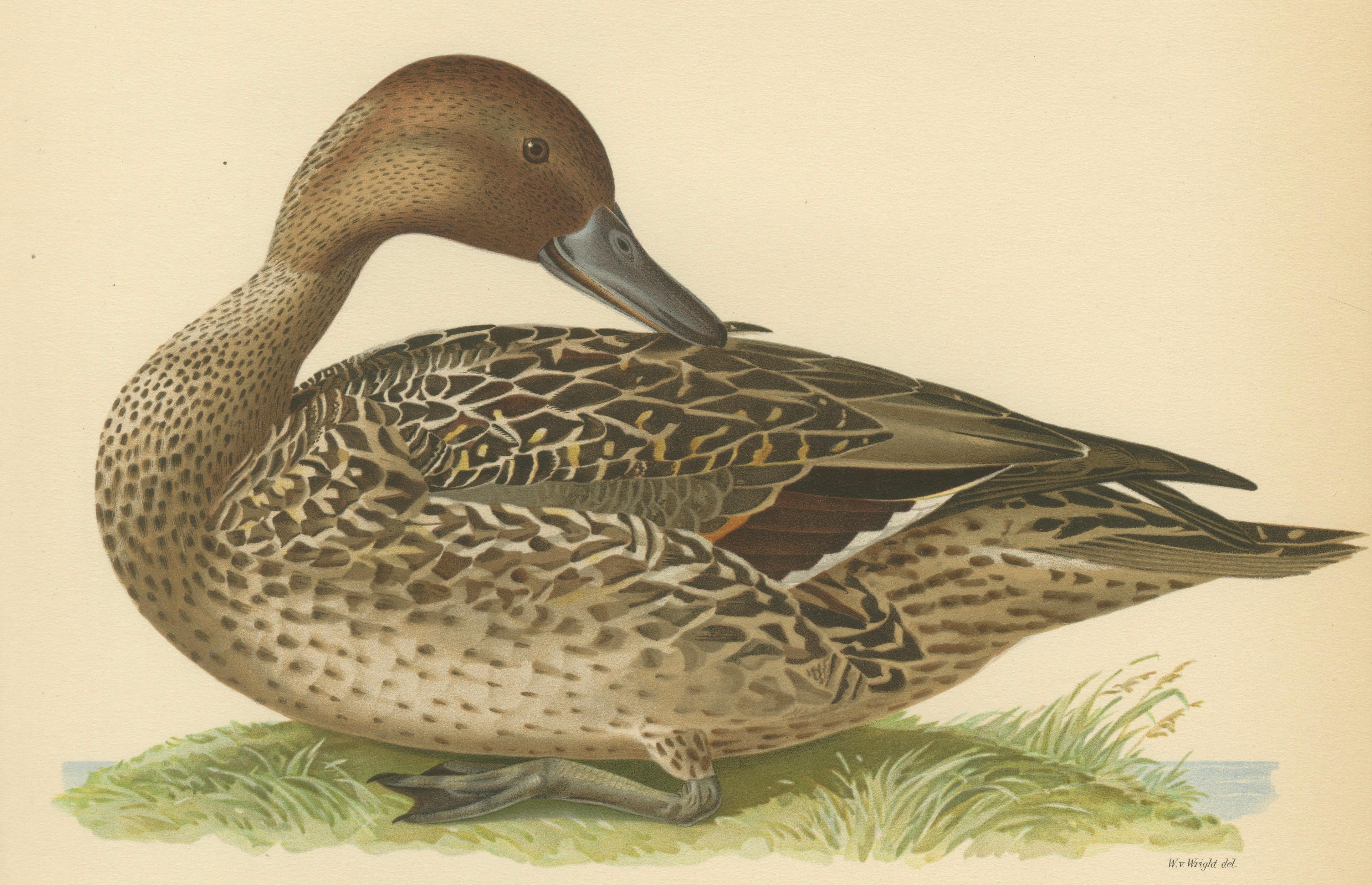Vintage Pintail Duck Lithograph, Northern Pintail Anas Acuta, Sweden - 1929