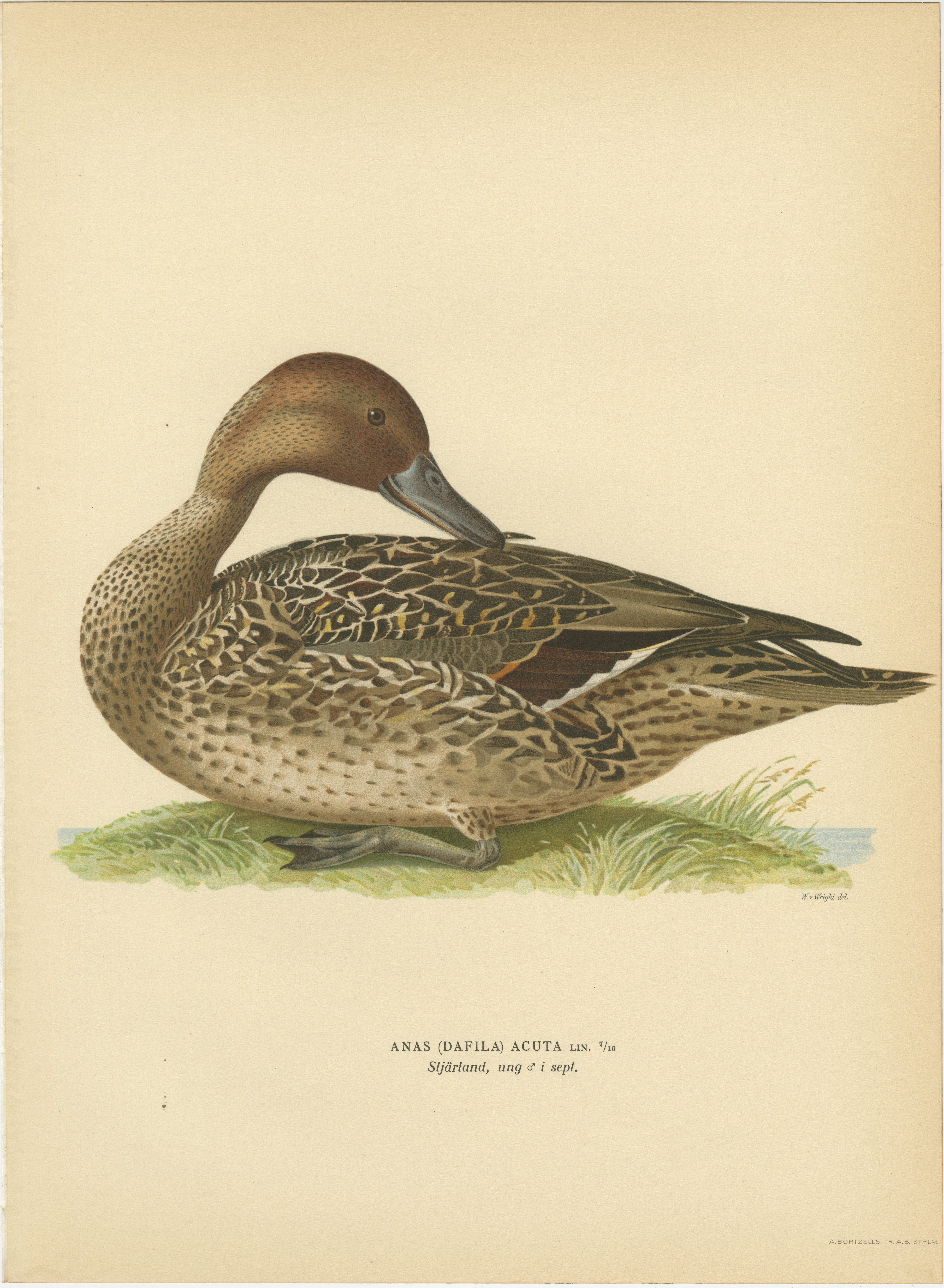 Vintage Pintail Duck Lithograph, Northern Pintail Anas Acuta, Sweden - 1929